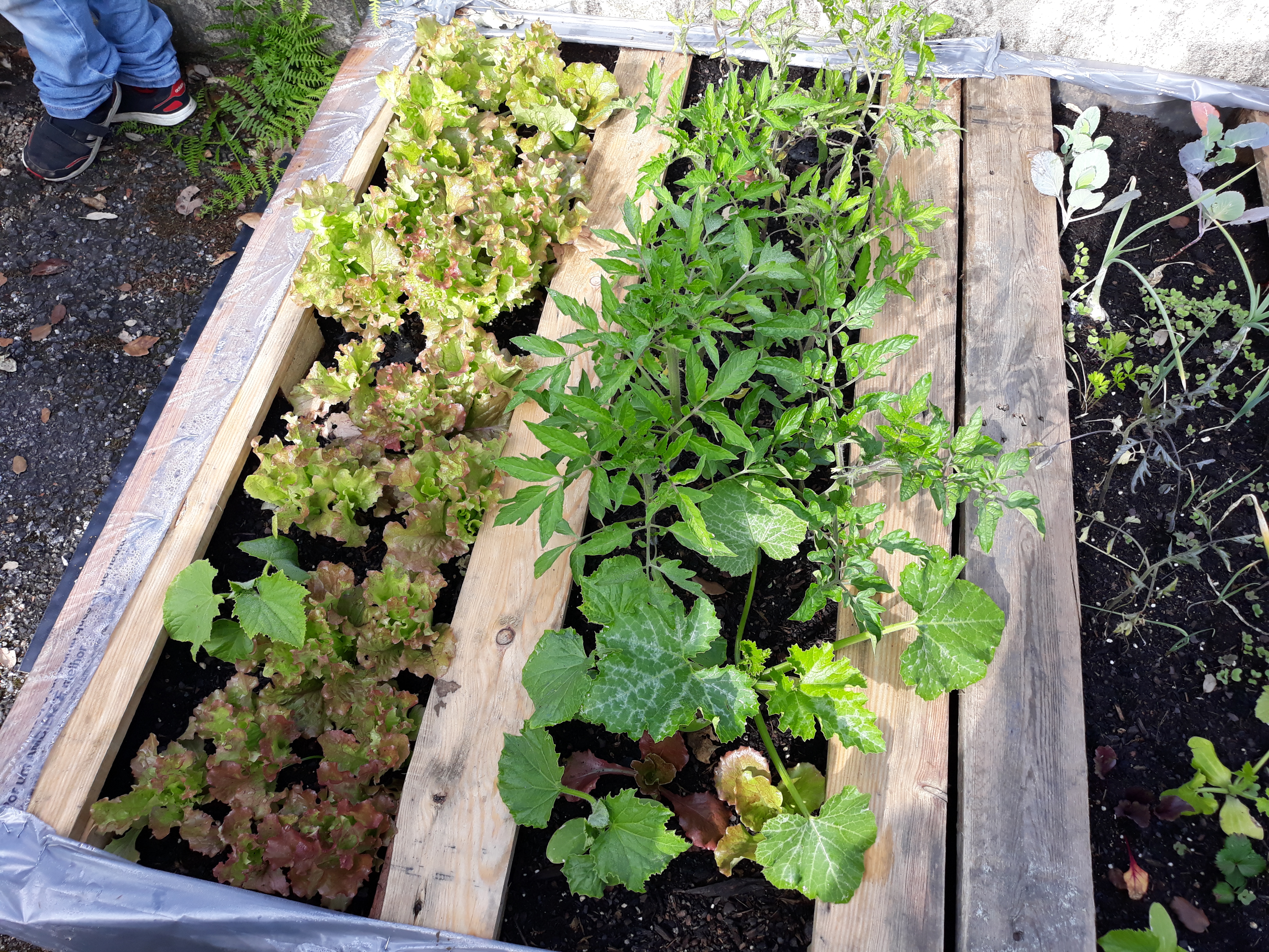 Tomates, que foram atacados pelos caracois.
