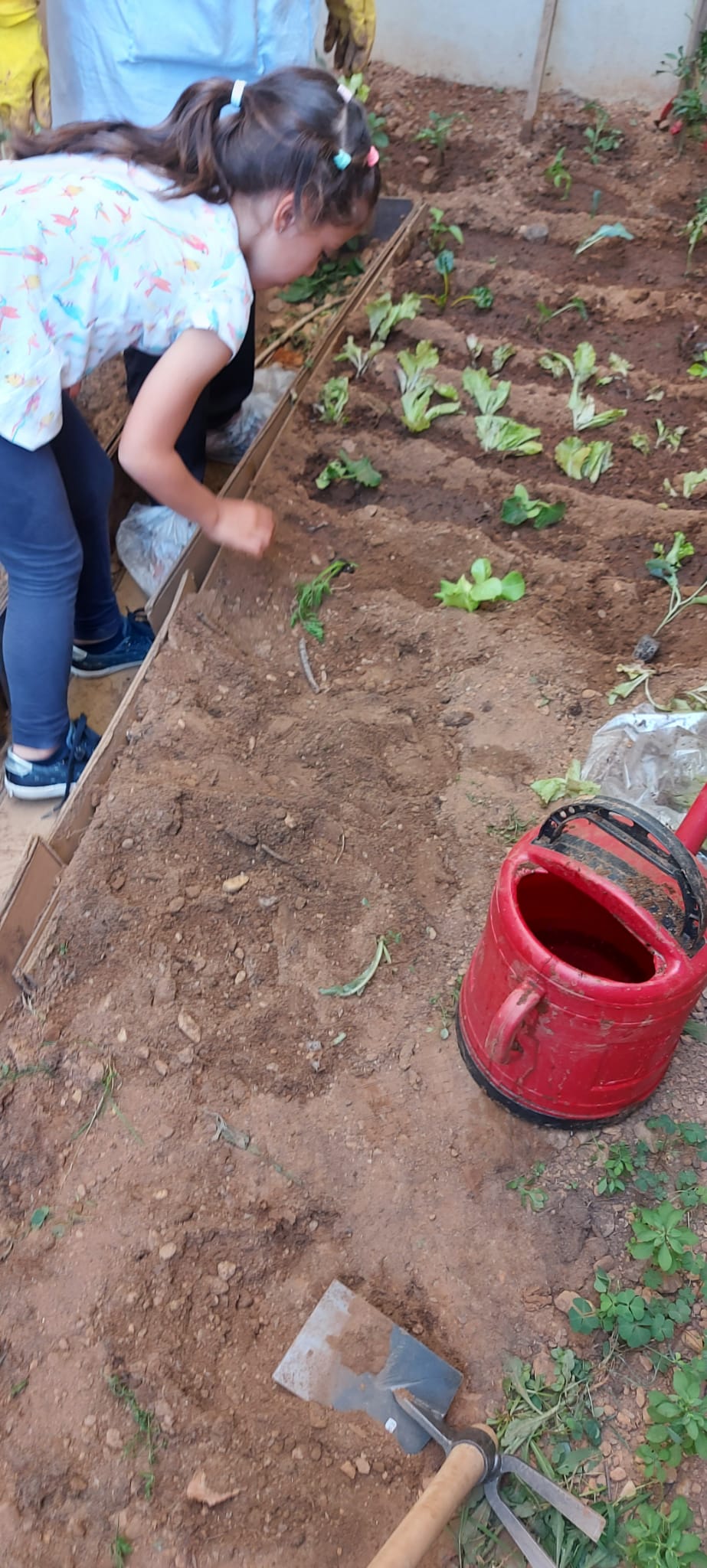 Plantação