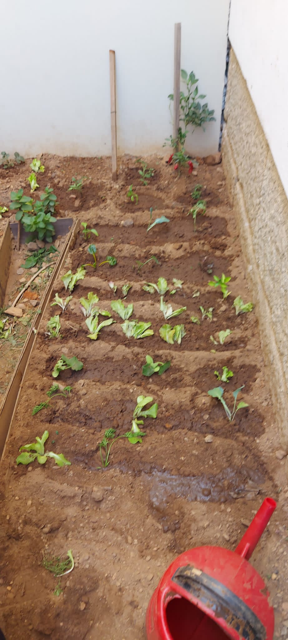 Plantação