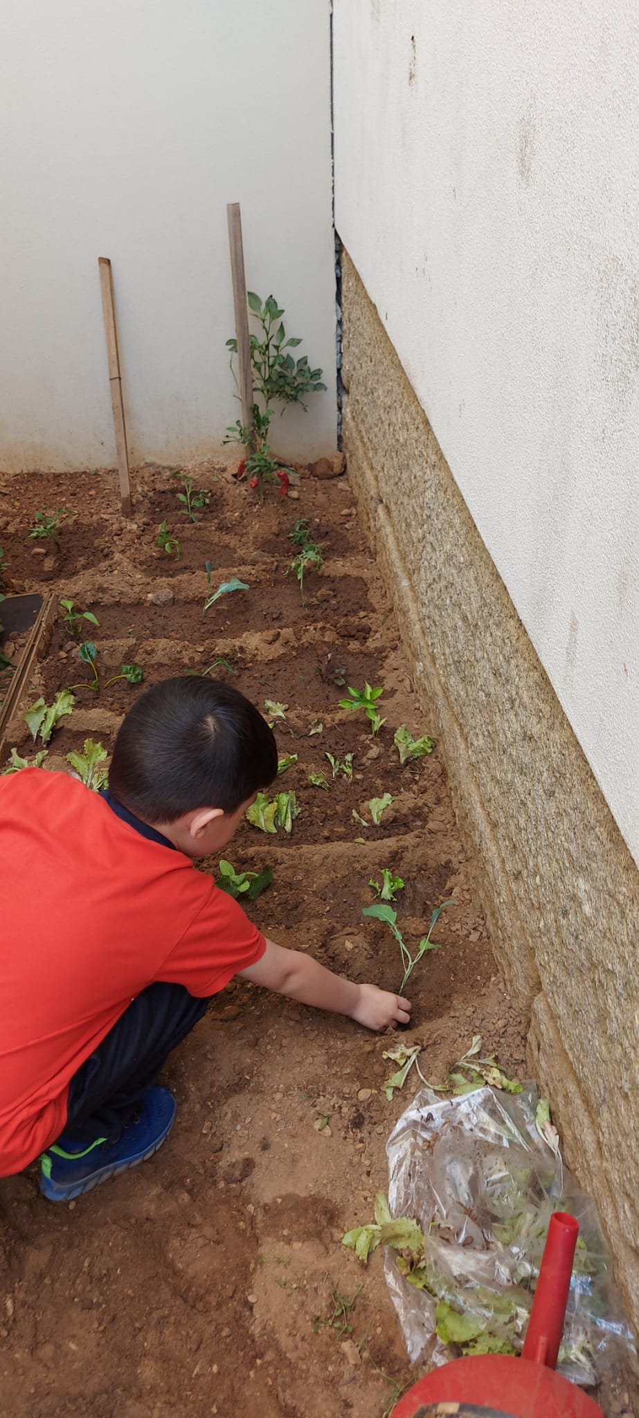 Plantação
