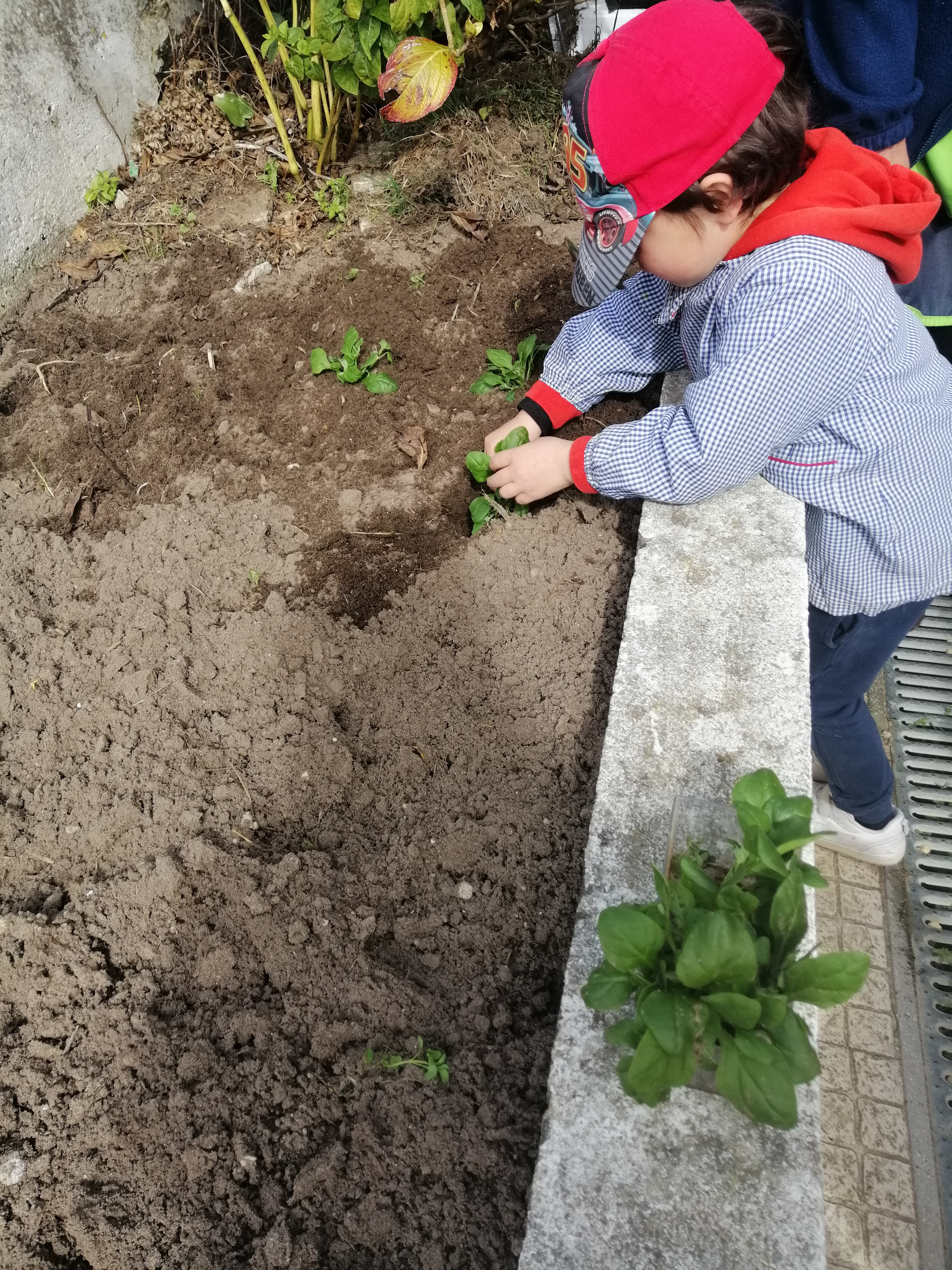Plantar Espinafres