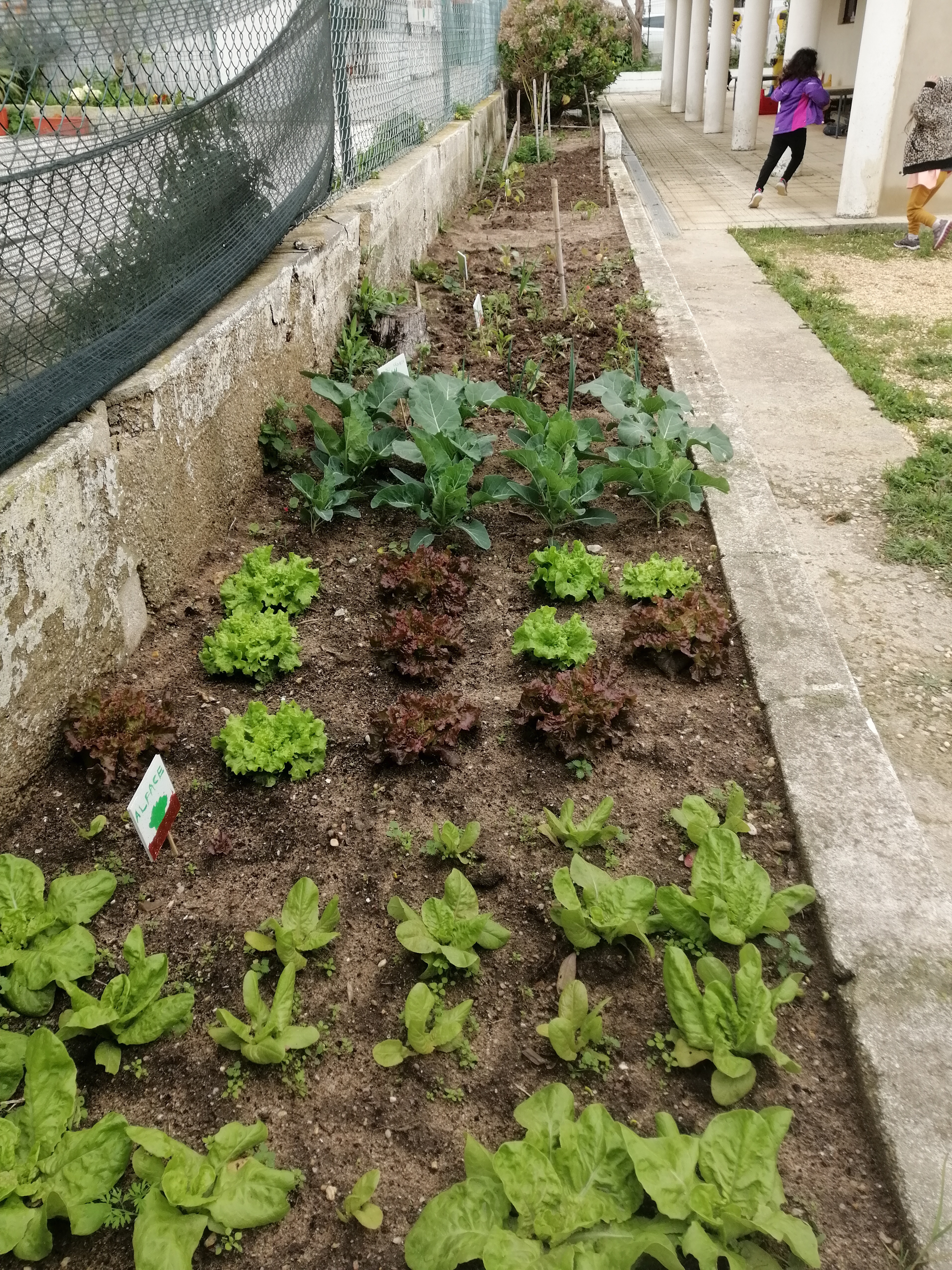 Horta a crescer