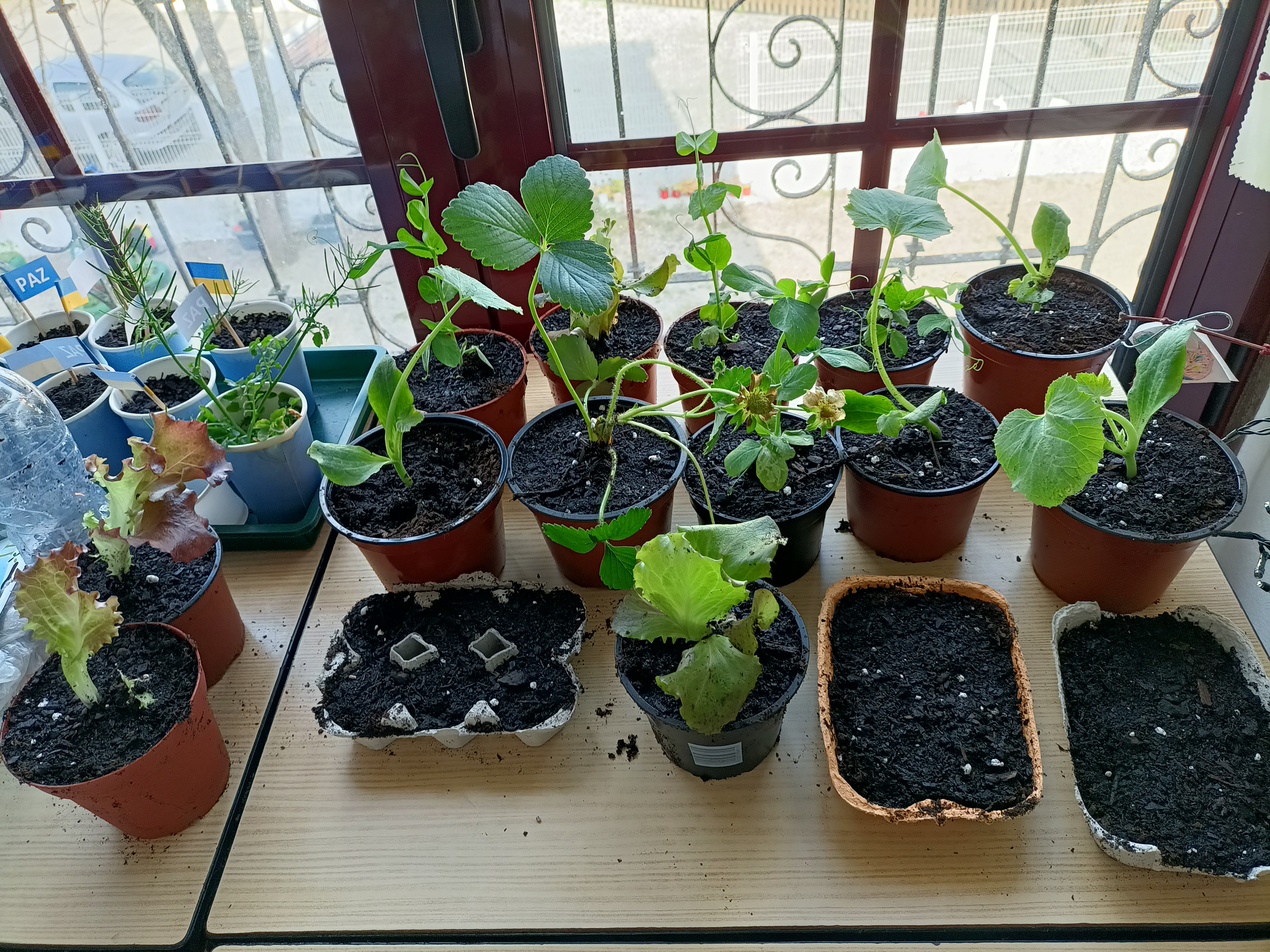 Plântulas em vaso, na sala de aula da turma A: alfaces, curgetes, ervilhas.