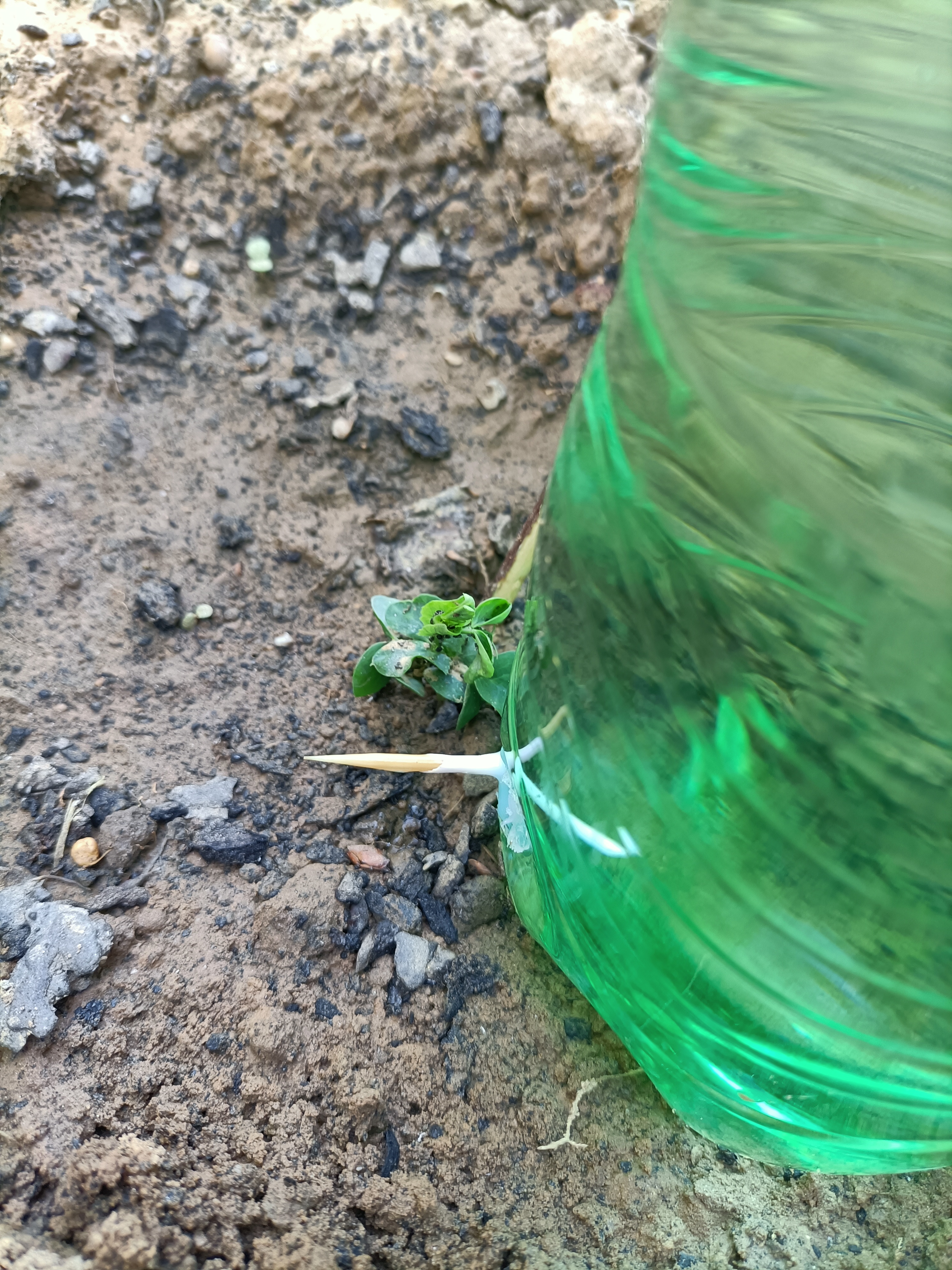 Rega gota a gota da ervilheira