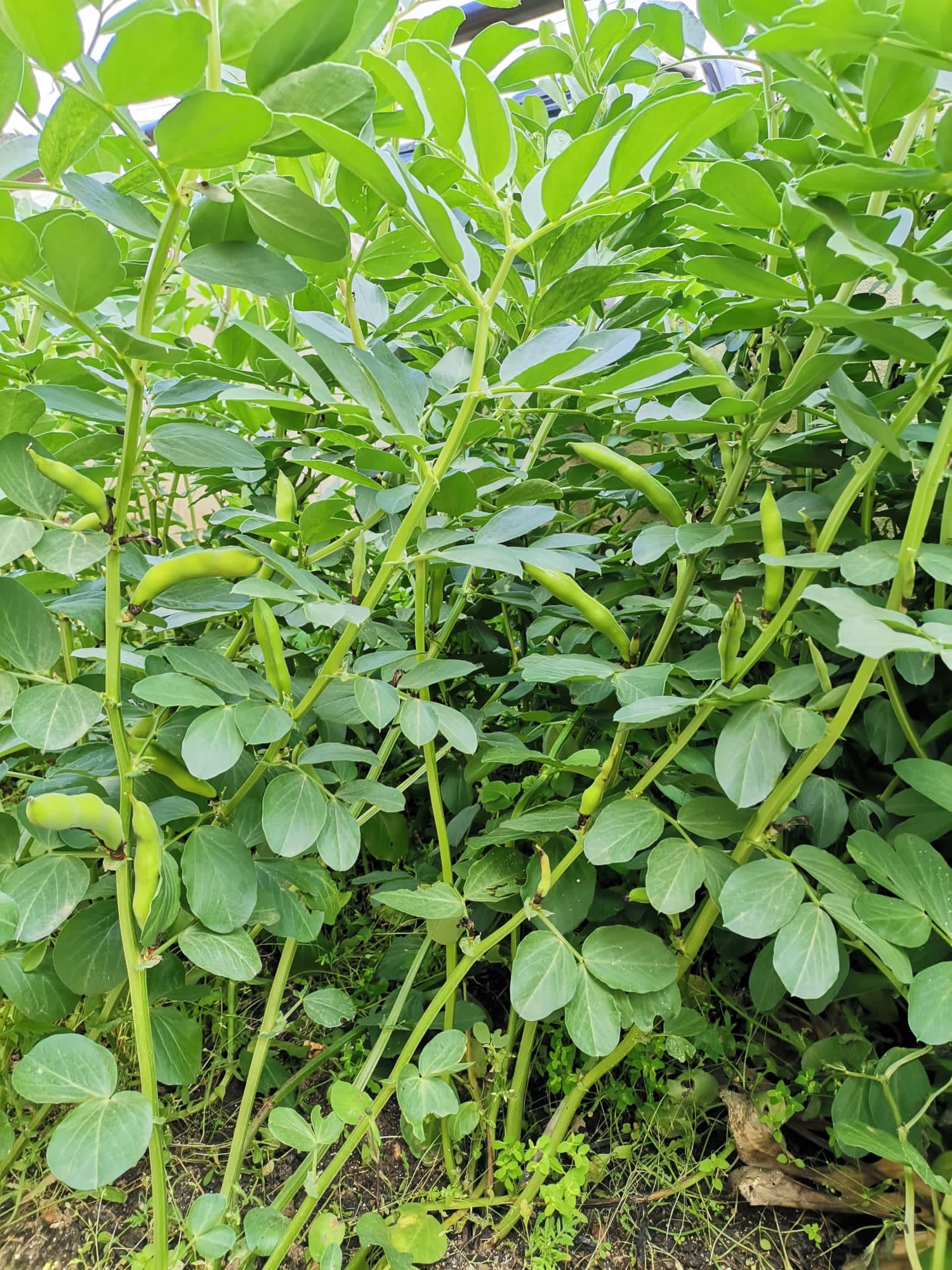 As nossas favas estão muito bonitas!