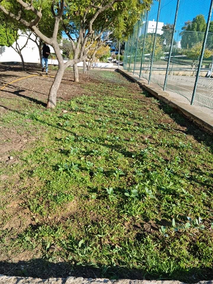 Canteiro de hortícolas_ Favas(1ºFase)