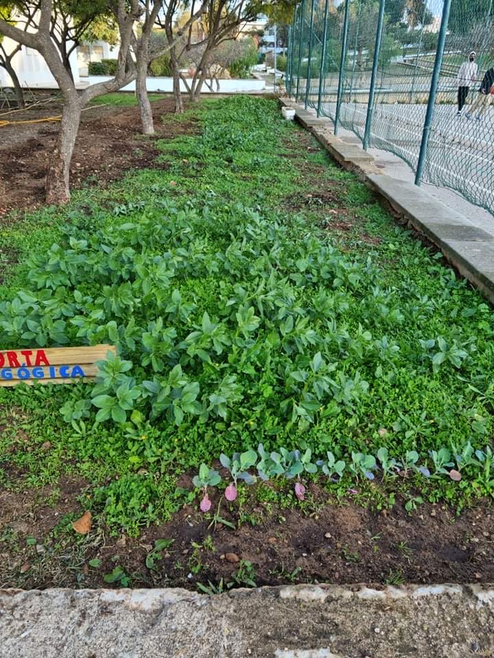 Canteiro de hortícolas_ Favas(2ºFase)