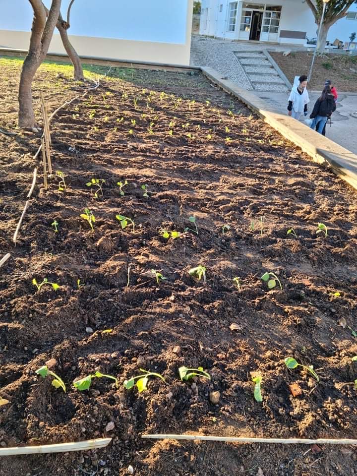 Canteiro de hortícolas_ Batatas(1ºFase)