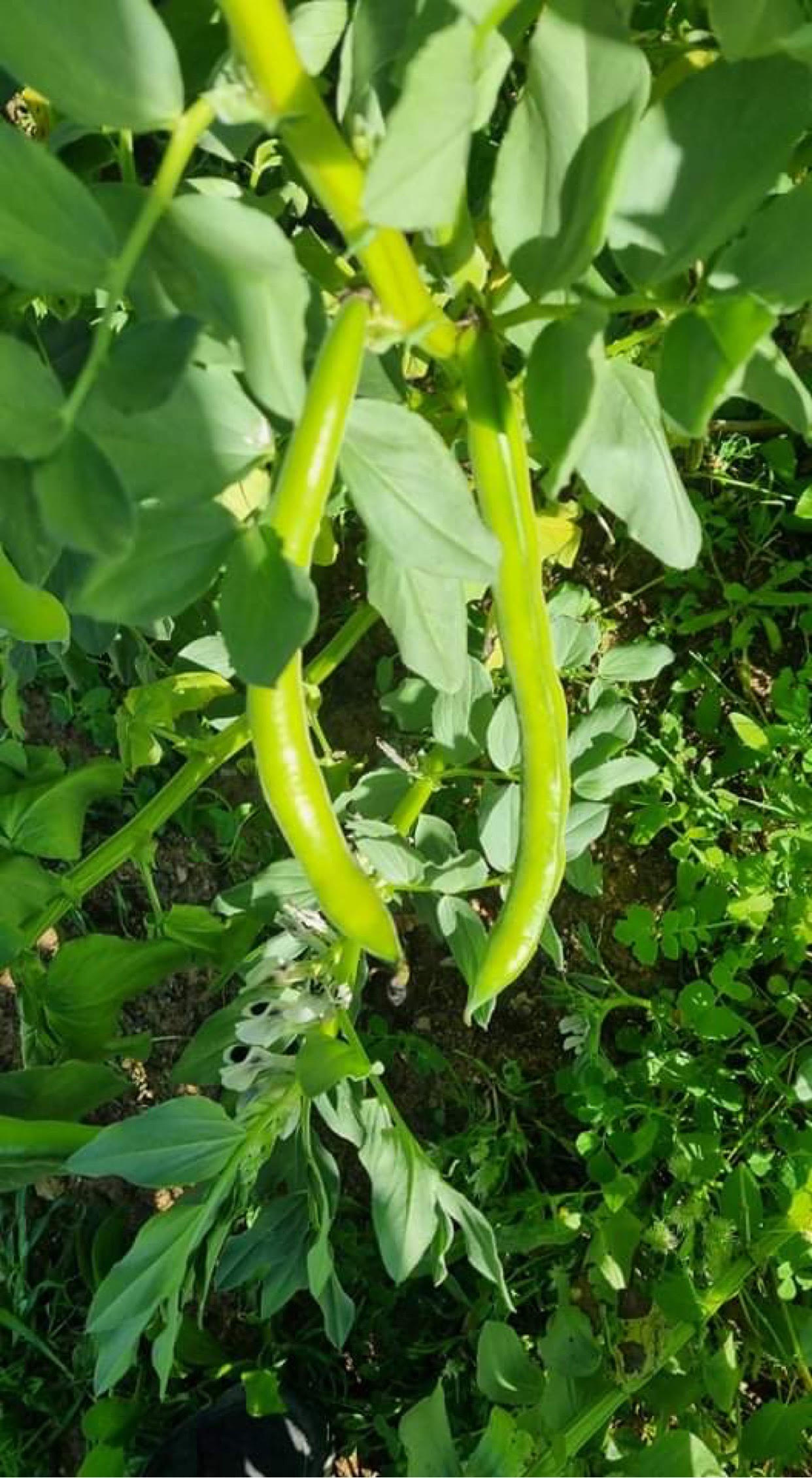 Favas