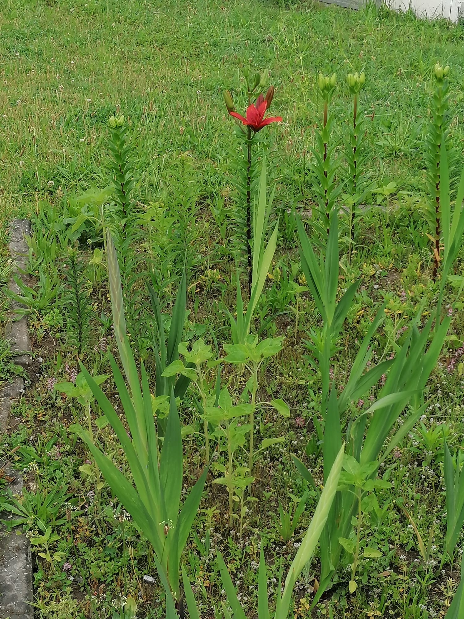 Flores