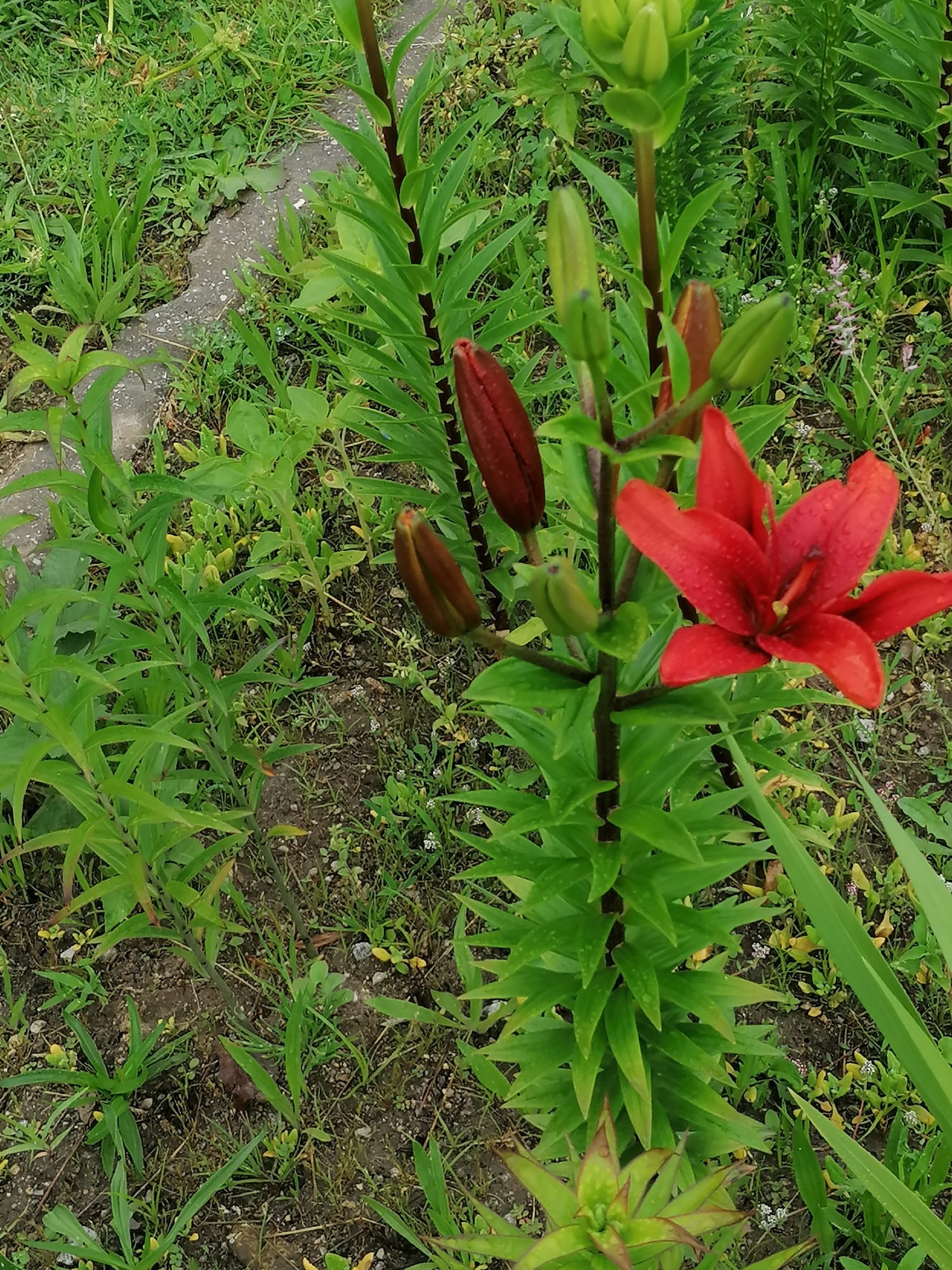 Flores