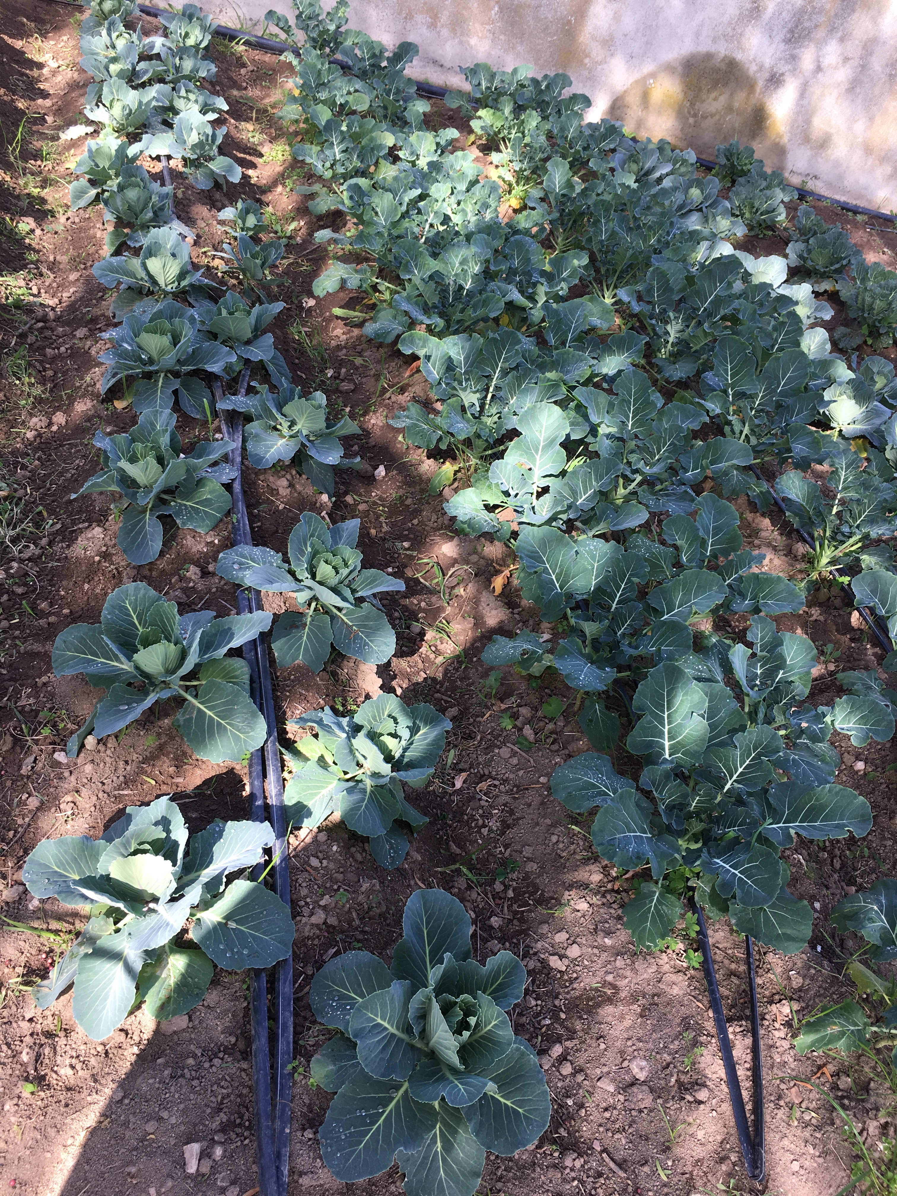 Plantação de Couve.