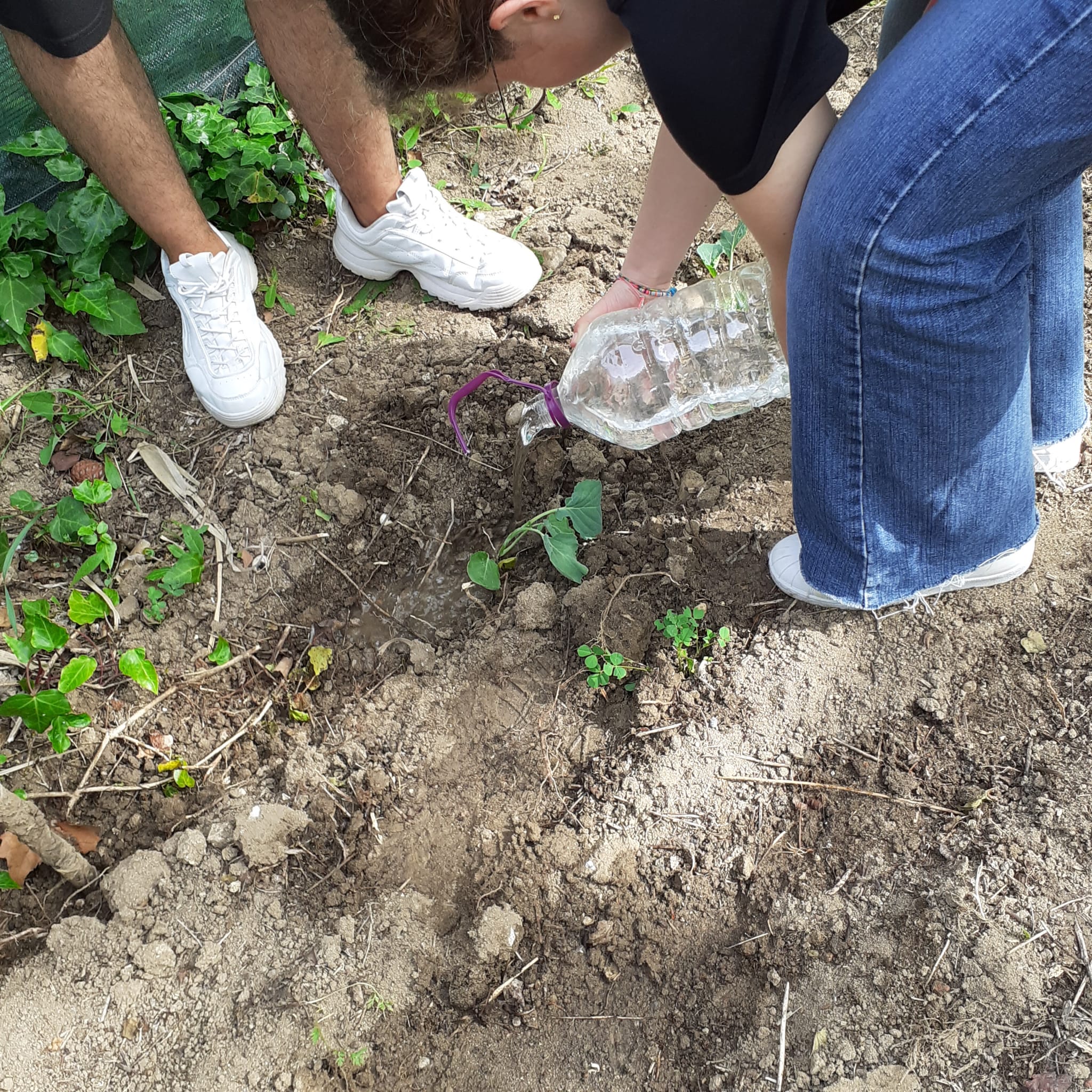 Desenvolvimento da horta - Cultivo de alfaces  e couves