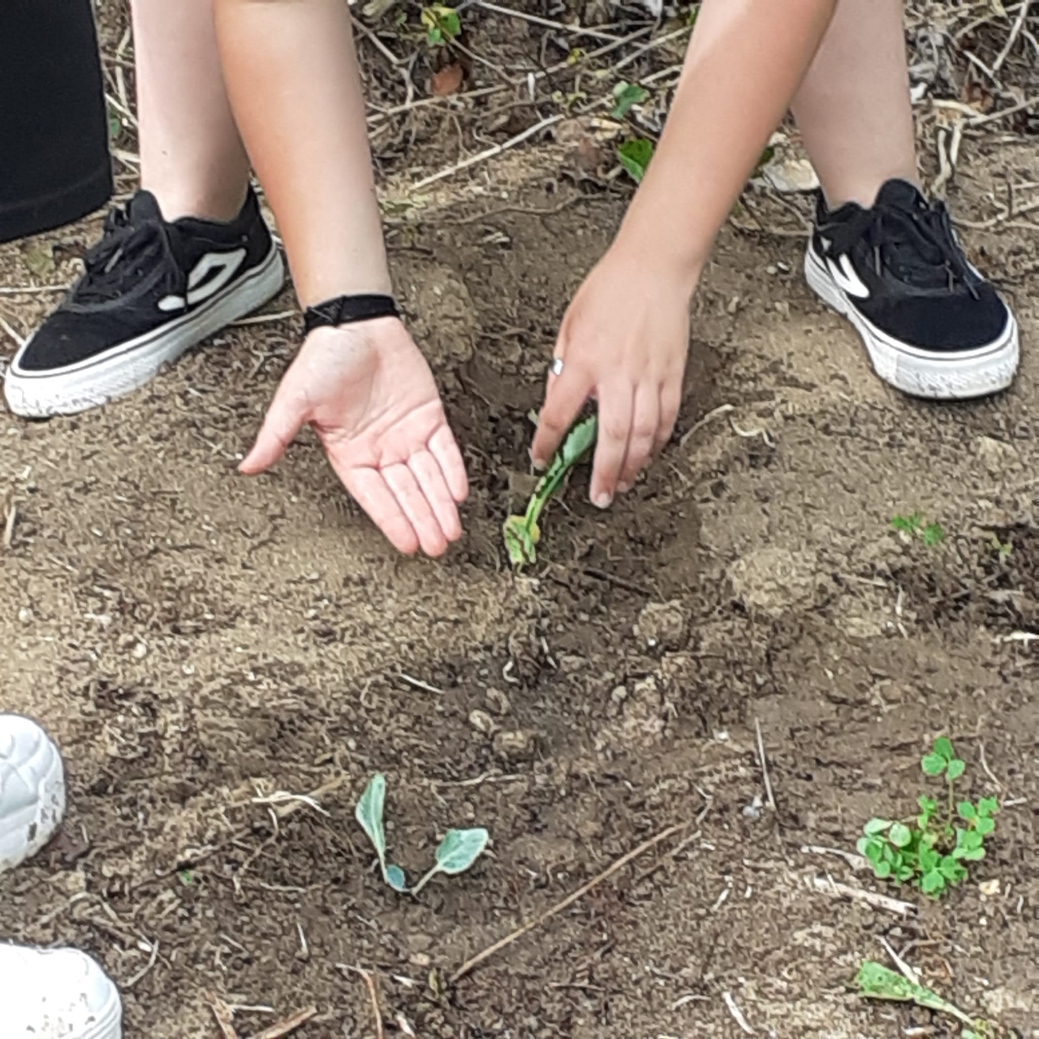 Desenvolvimento da horta - Cultivo de alfaces  e couves