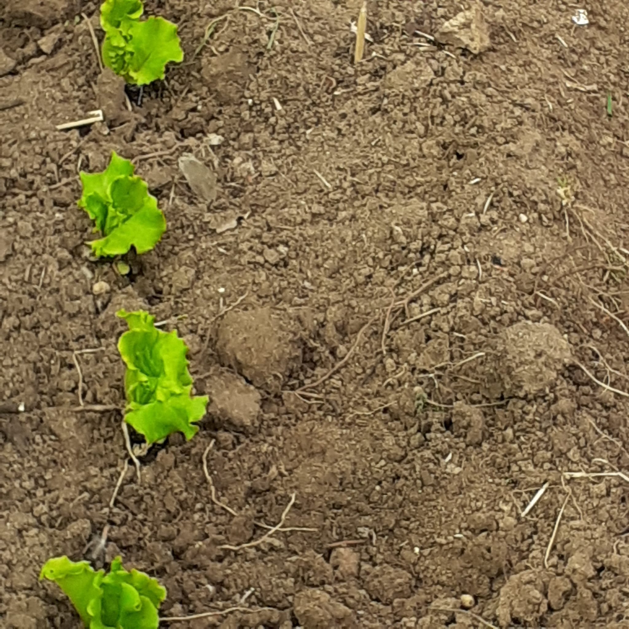 Desenvolvimento da horta - Cultivo de alfaces  e couves