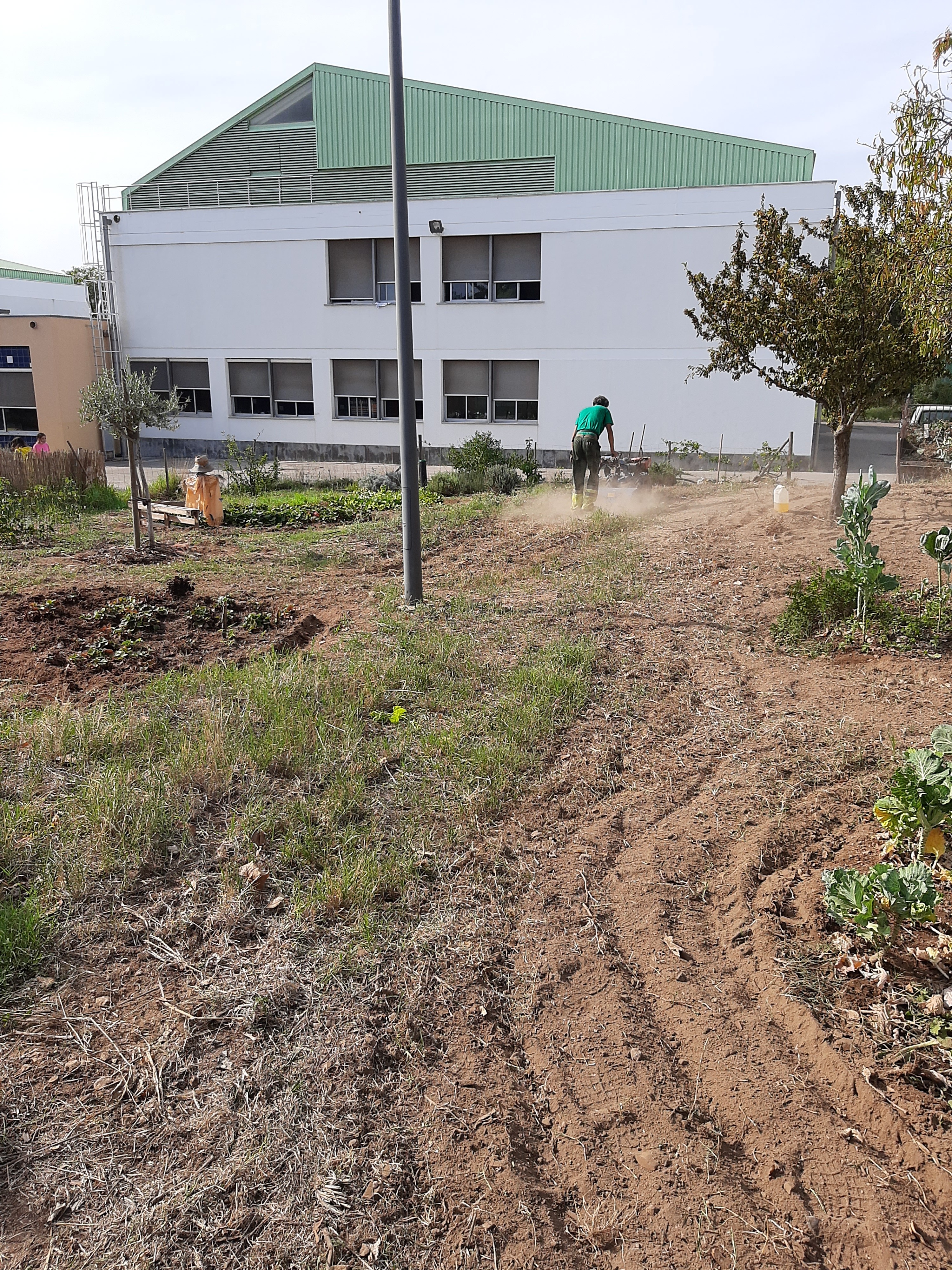 Preparação da terra para levar mais estrume natural e posterior plantação de novas culturas - apoio da Junta de Freguesia de Loures.