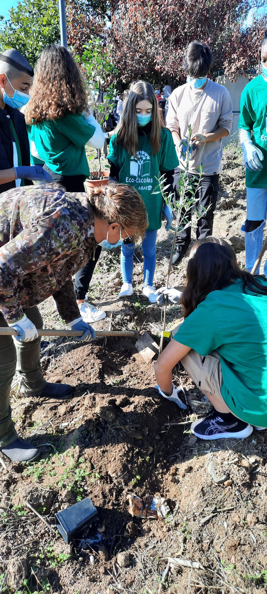 Momento de plantação de árvores, uma nova oliveira.