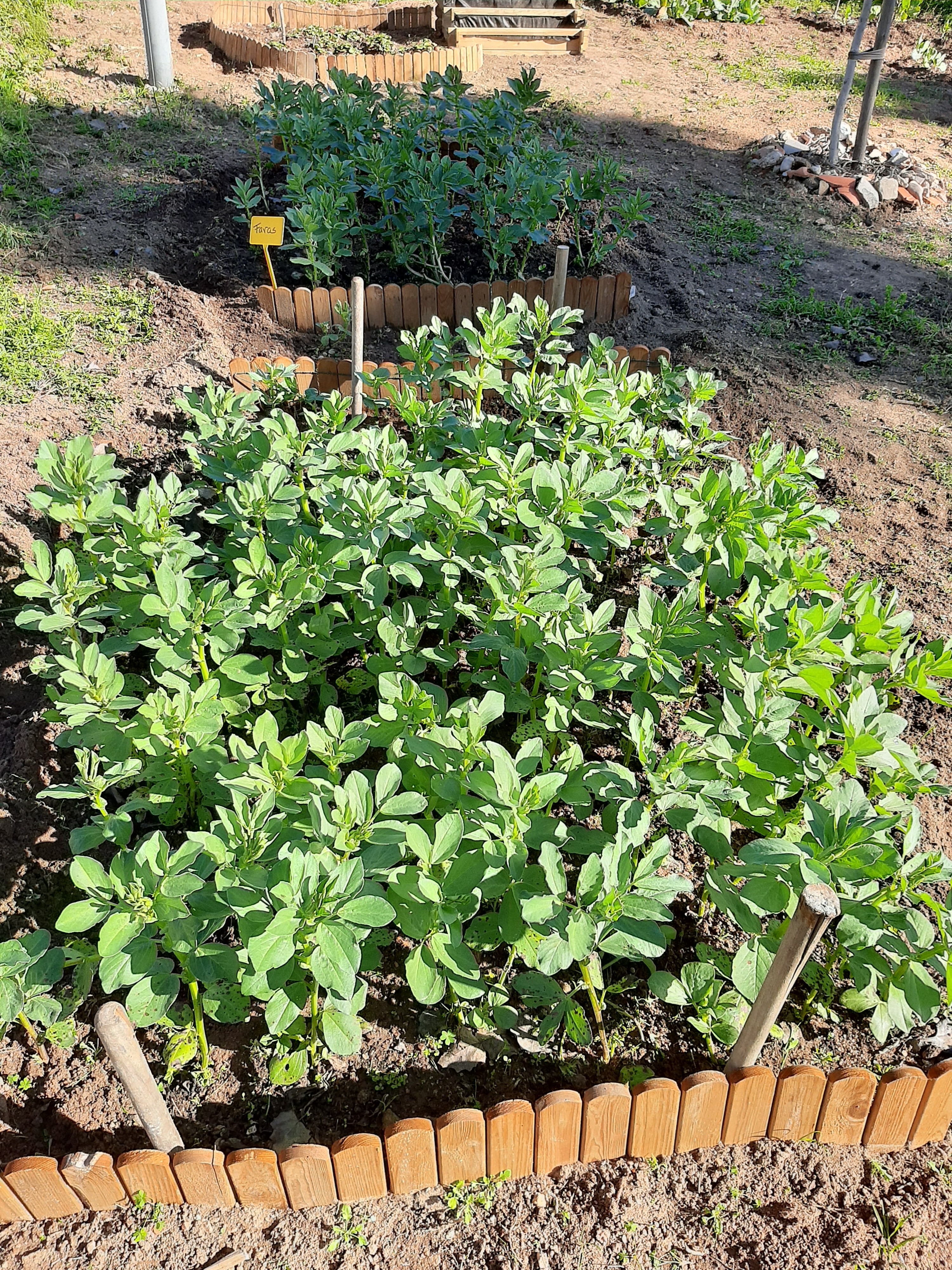 Exemplo da plantação de favas