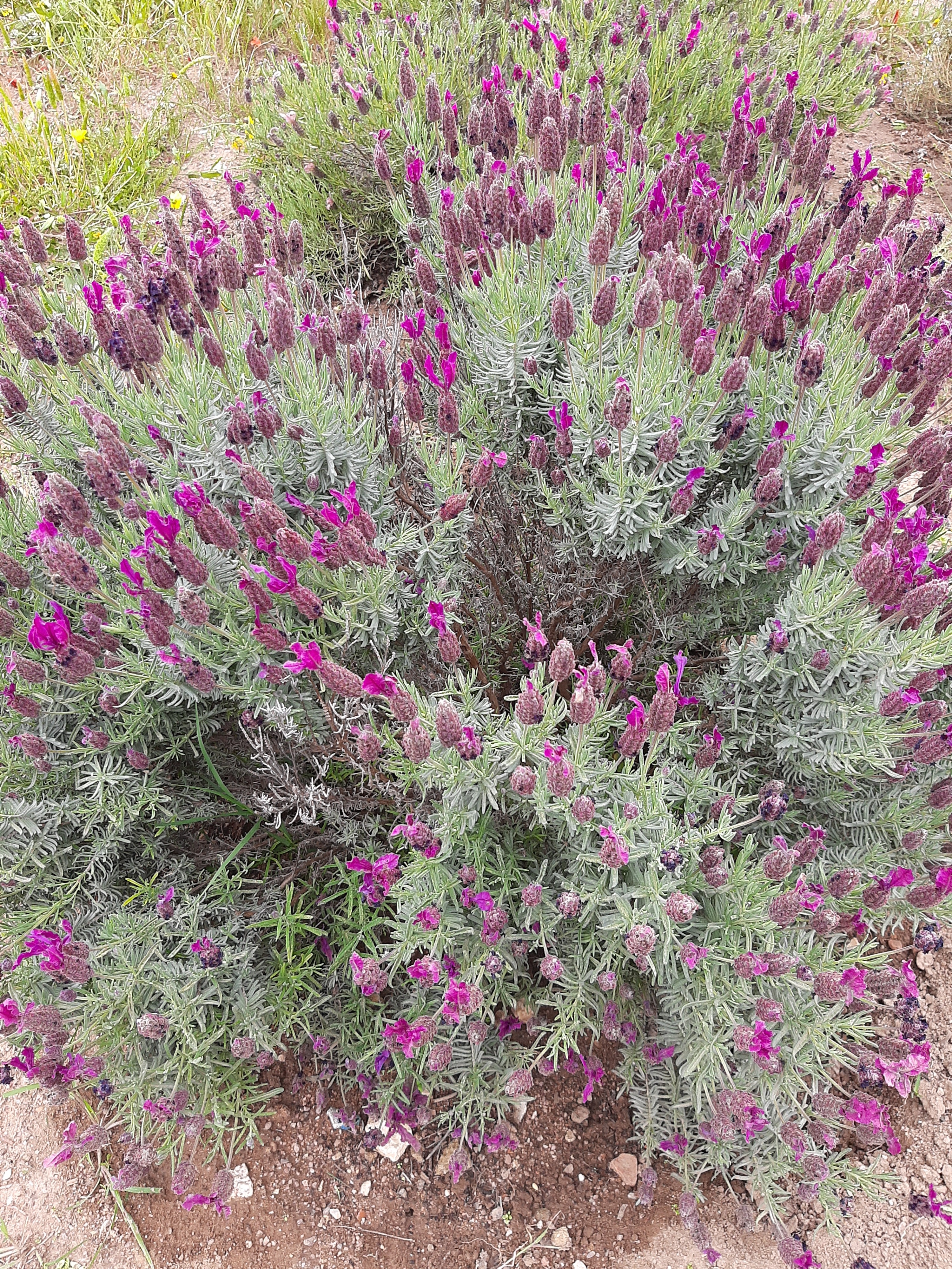 Alfazemas - a sua plantação tem também como objetivo a sustentação de terras na divisão de zonas na horta.