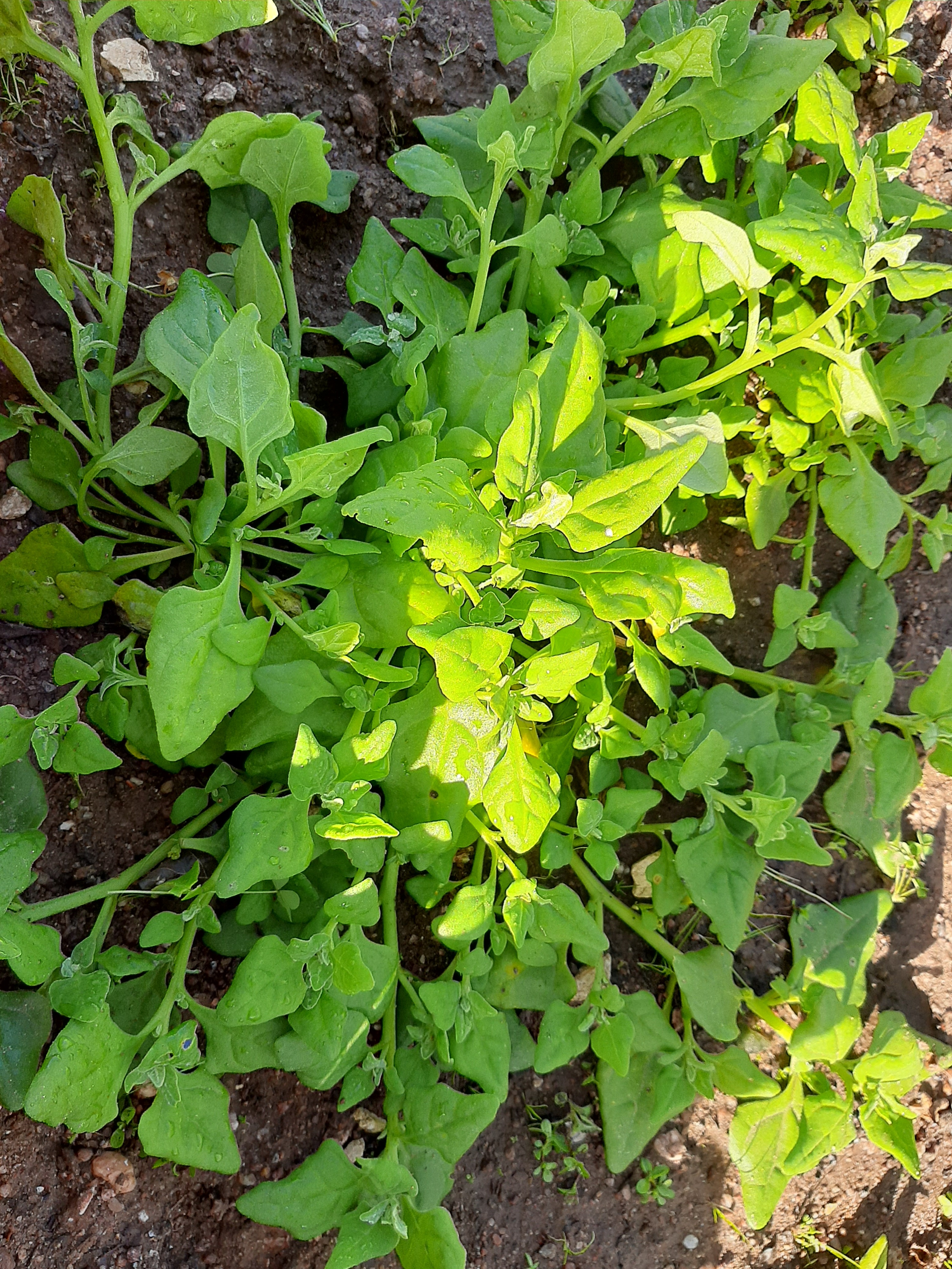 Cultivo de espinafres.