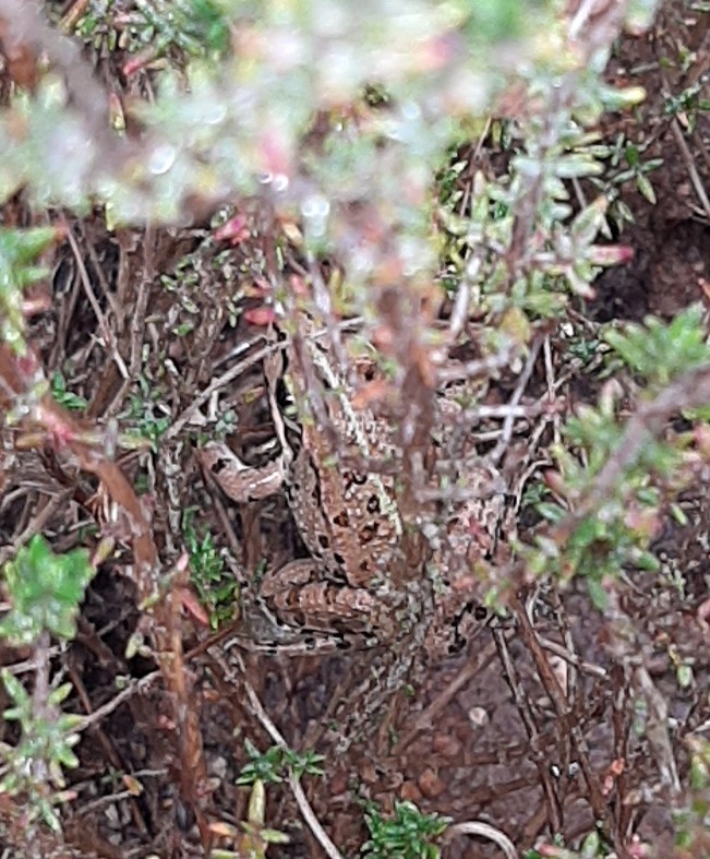 Novo habitante na zona do tomilho - Preservar a biodiversidade