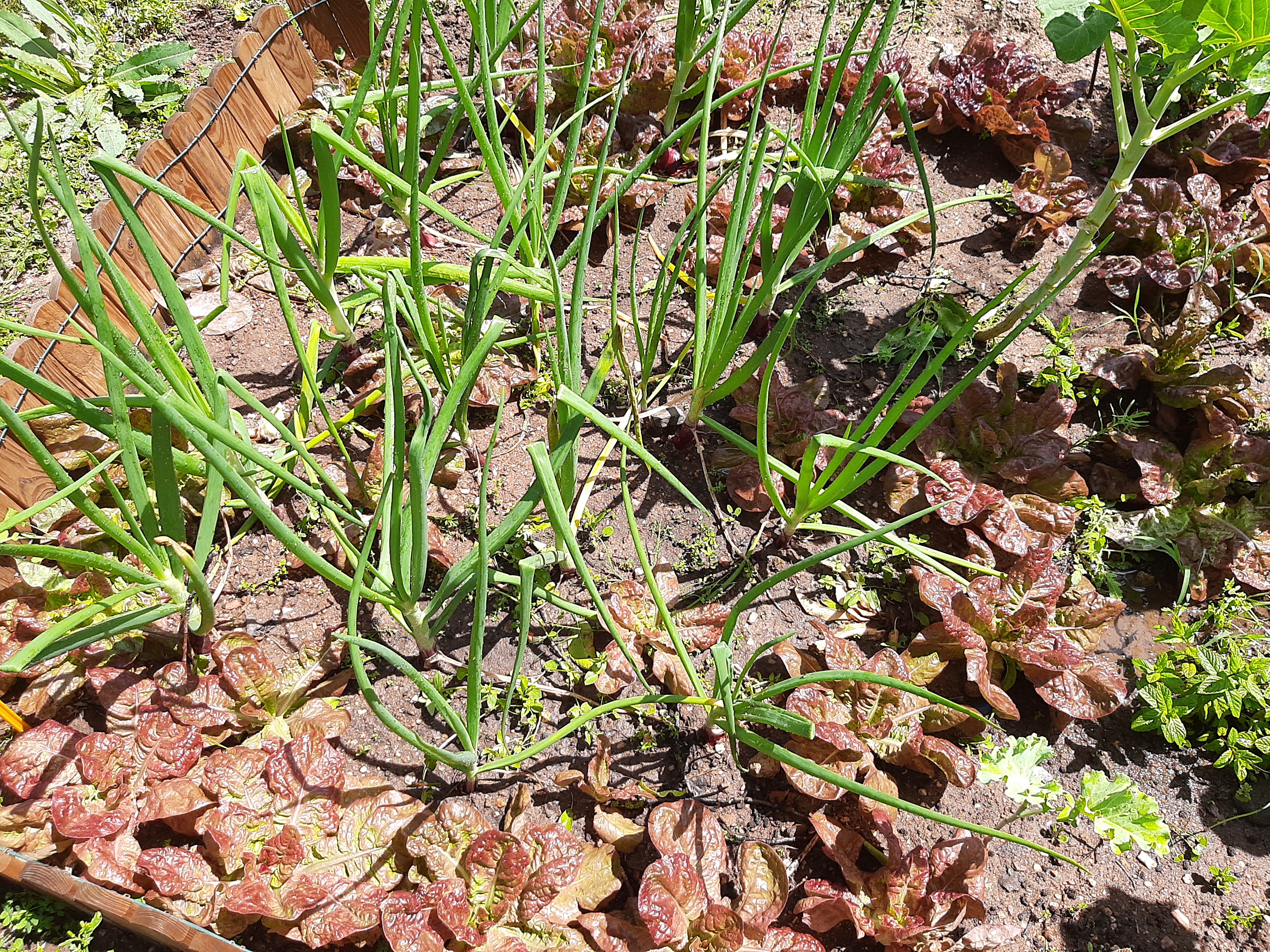 Cebola roxa e alfaces