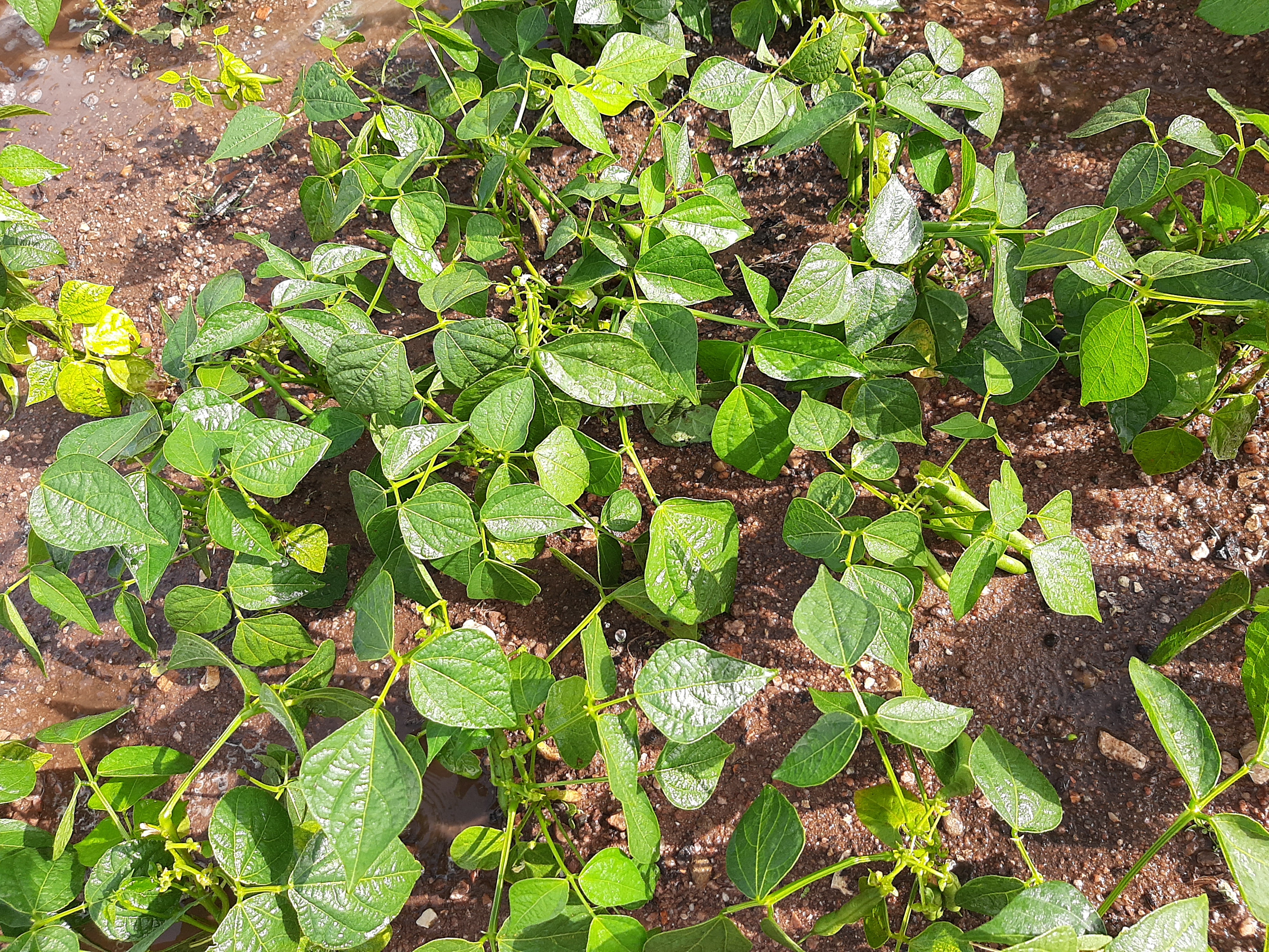 Plantação de feijão verde redondinho - utilizado na confeção de peixinhos da horta.
