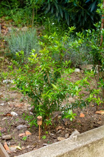 pormenor do canteiro. identificação de uma planta (murta)