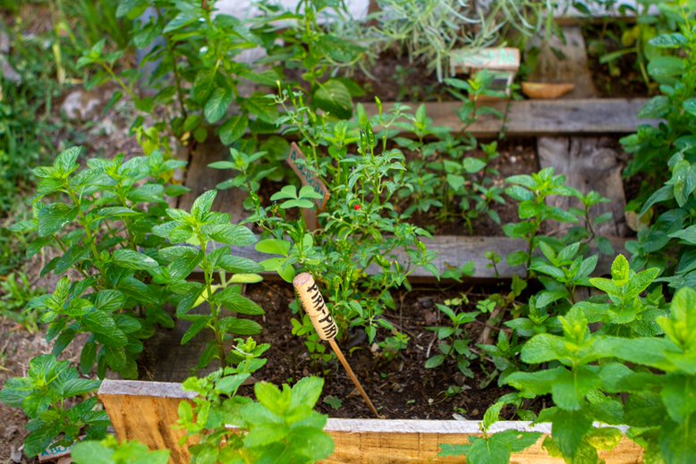 pormenor da planta piri-piri com identificação