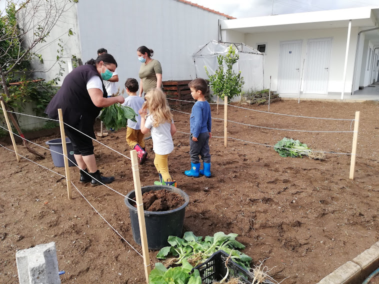 3- Plantação de couve penca para o almoço de Natal.