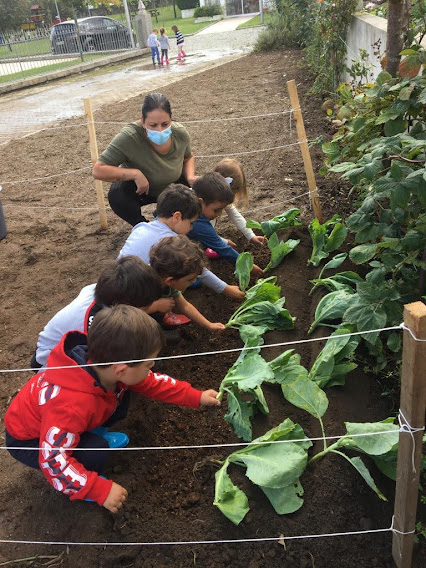 5- Plantação de couve coração e couve galega.