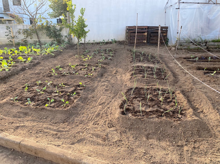 6- Plantações em crescimento