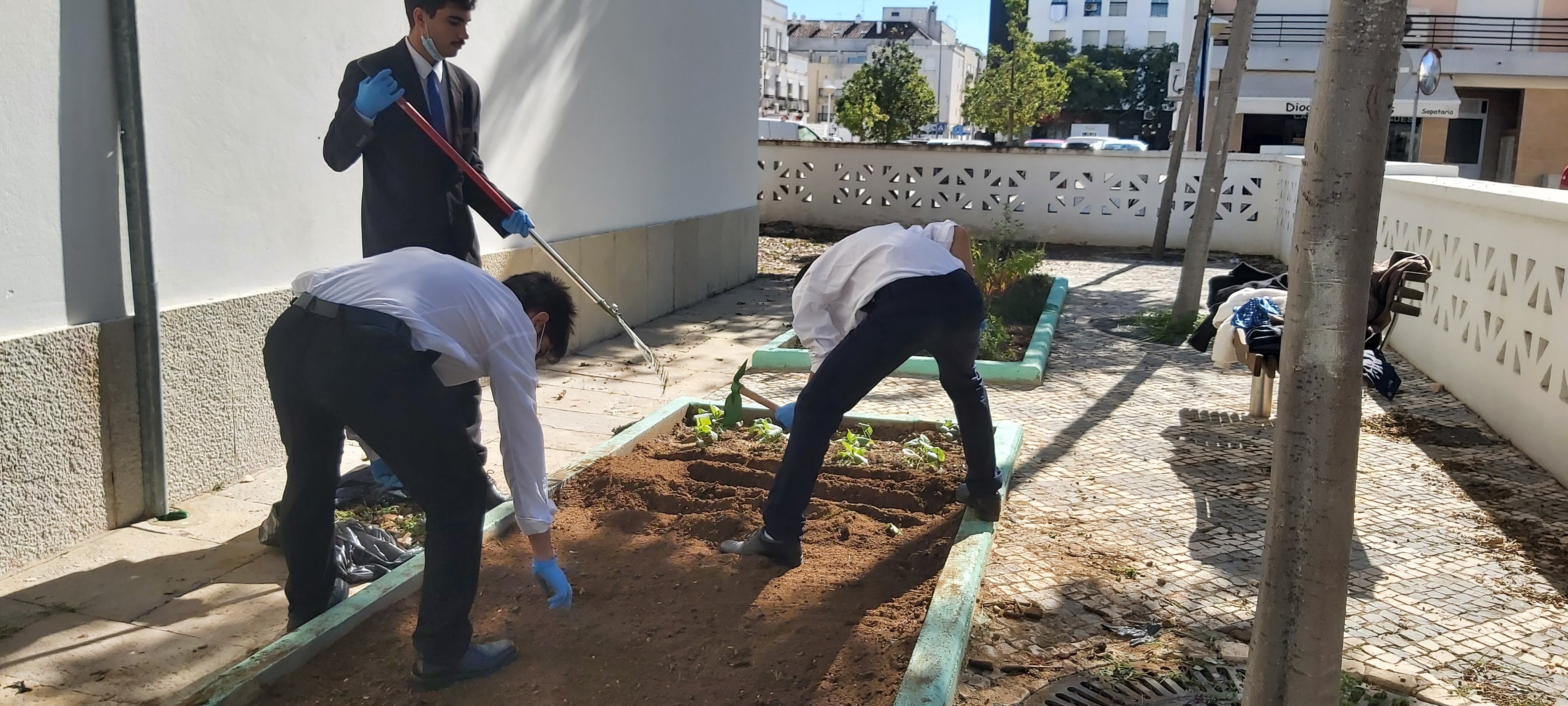 Disposição das primeiras alfaces e abertura de regos.