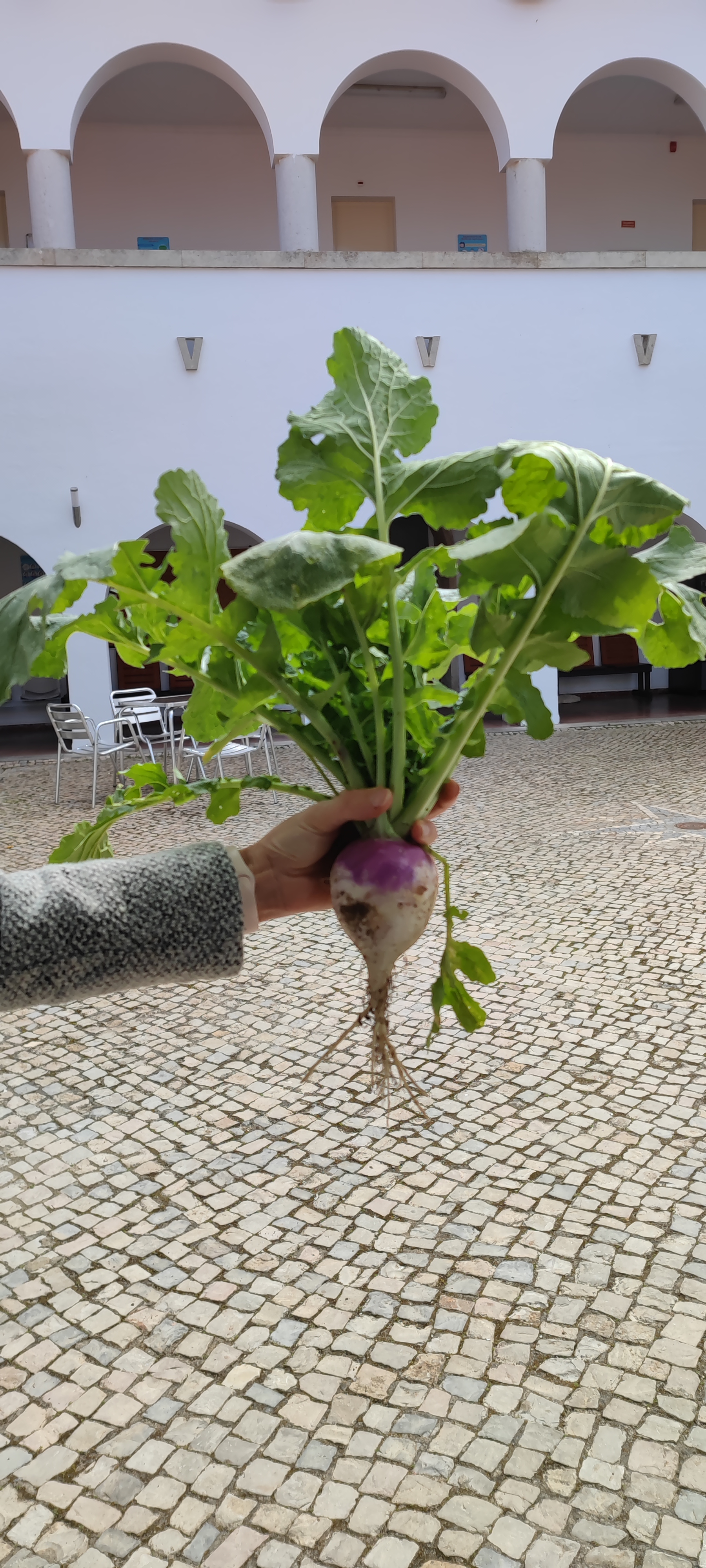 Primeira colheita: nabo