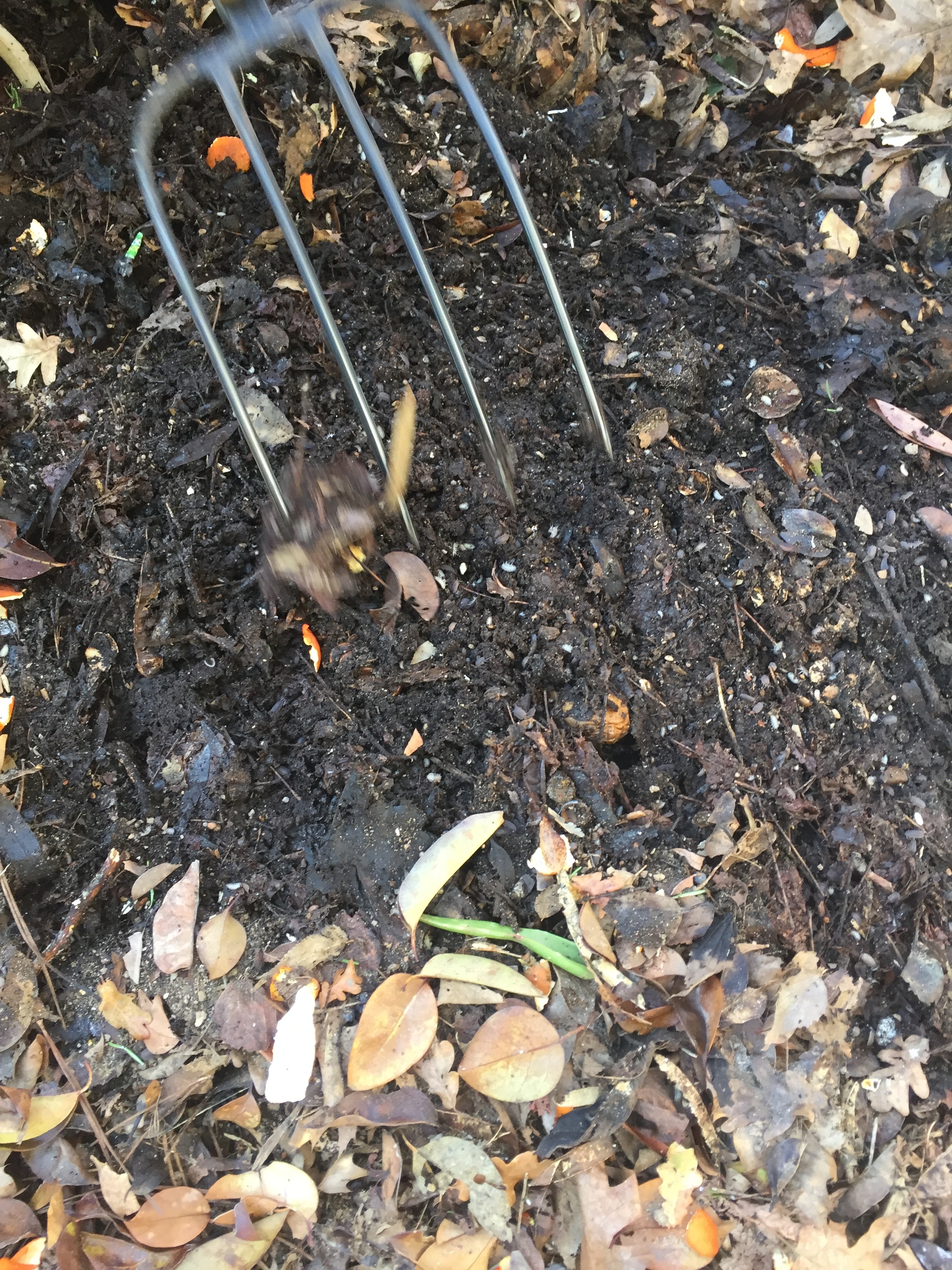 Revirar a pilha de compostagem (janeiro)
Deu-se umas reviravoltas à matéria orgânica da pilha de compostagem. Observaram-se imensos bichos de conta, fungos e algumas minhocas.