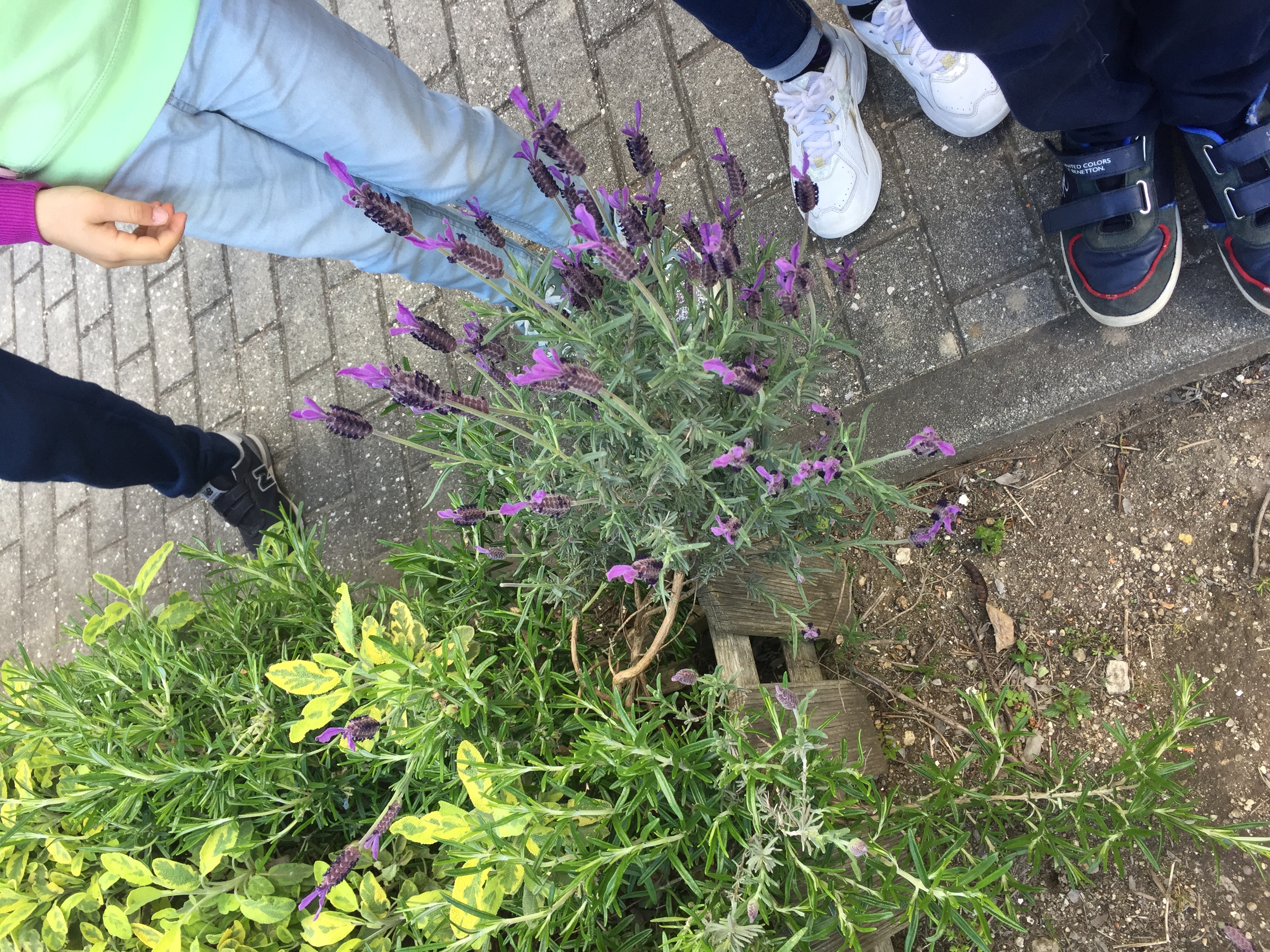 Florir (rosmaninho)