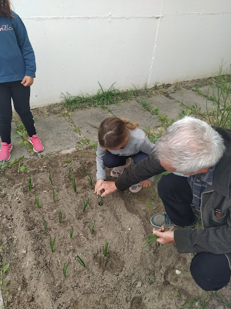 Plantação de cebolo