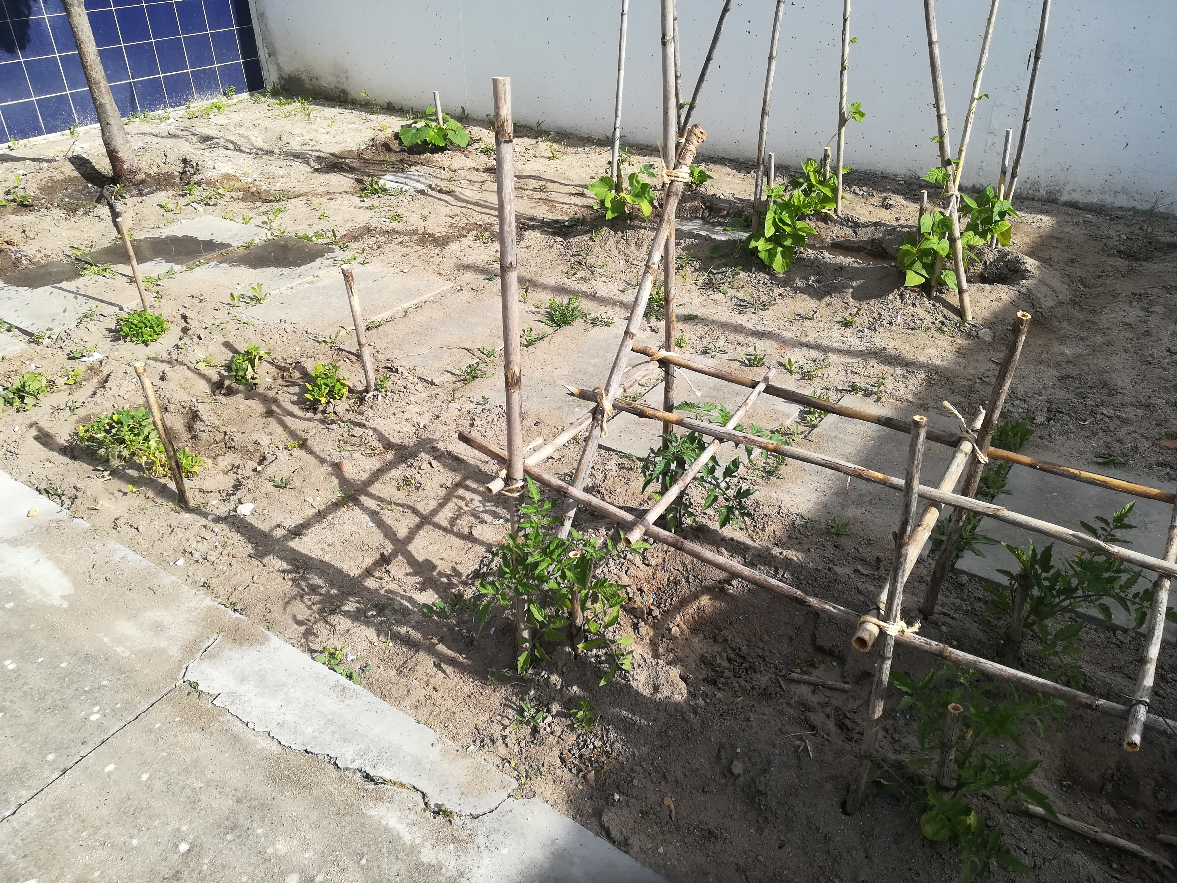 Crescimento hortícola