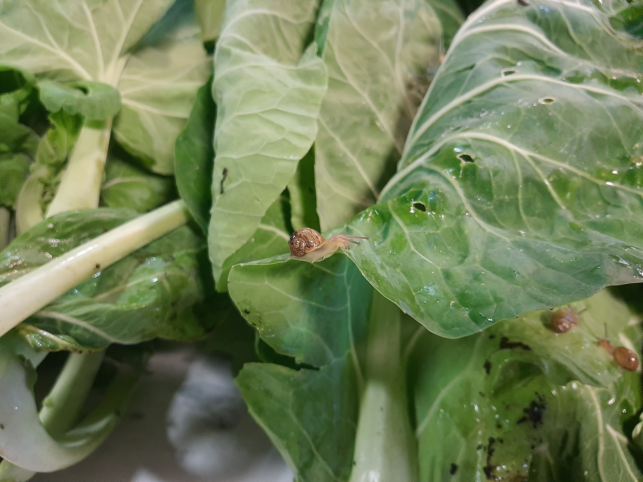 Caracóis: certificado de produto biológico da horta urbana e bio do campus do ISEC
https://www.facebook.com/ecocampusisec/posts/282214493948069