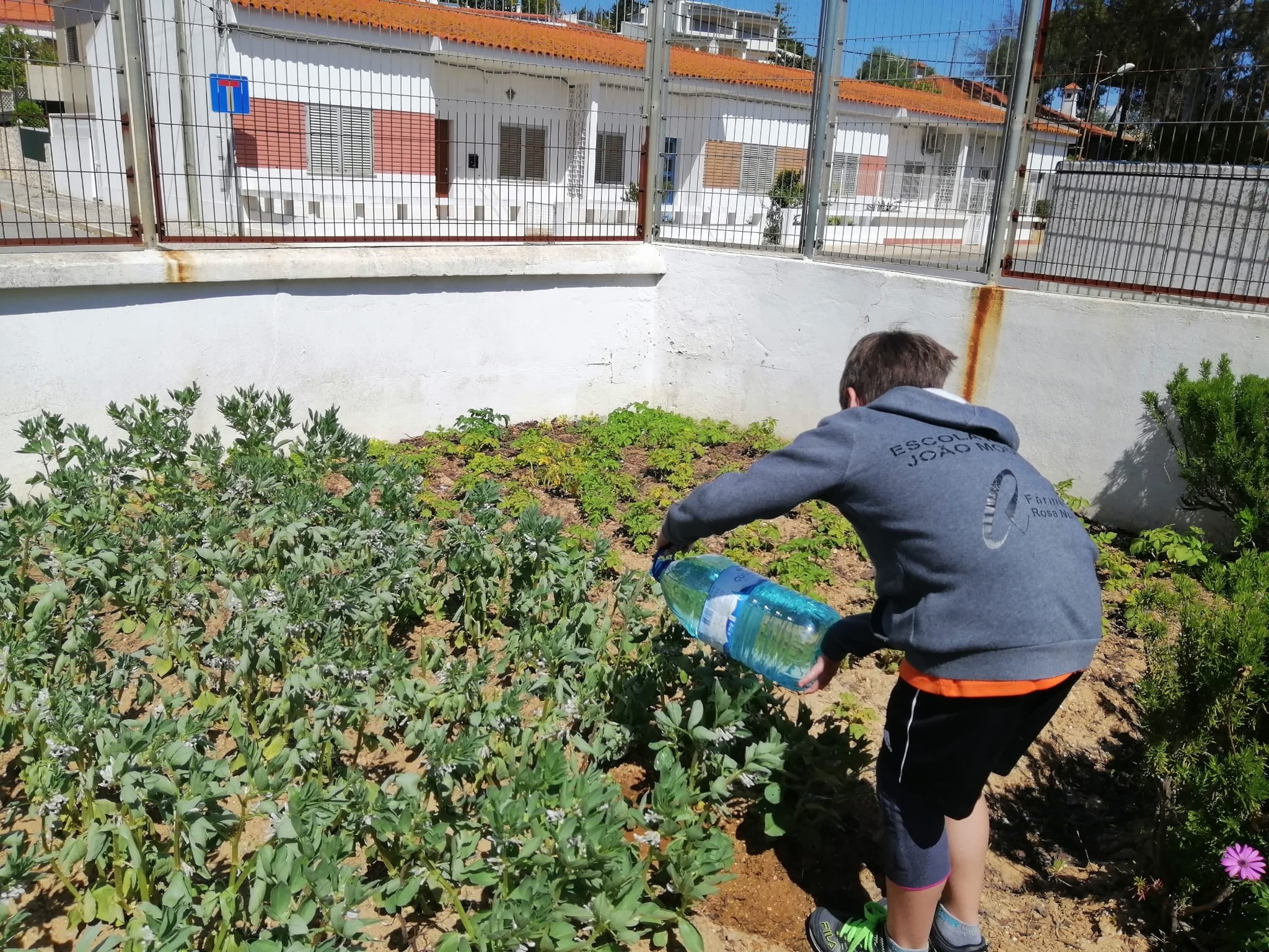 Rega das favas com água da chuva aproveitada na escola e armazenada em garrafões.