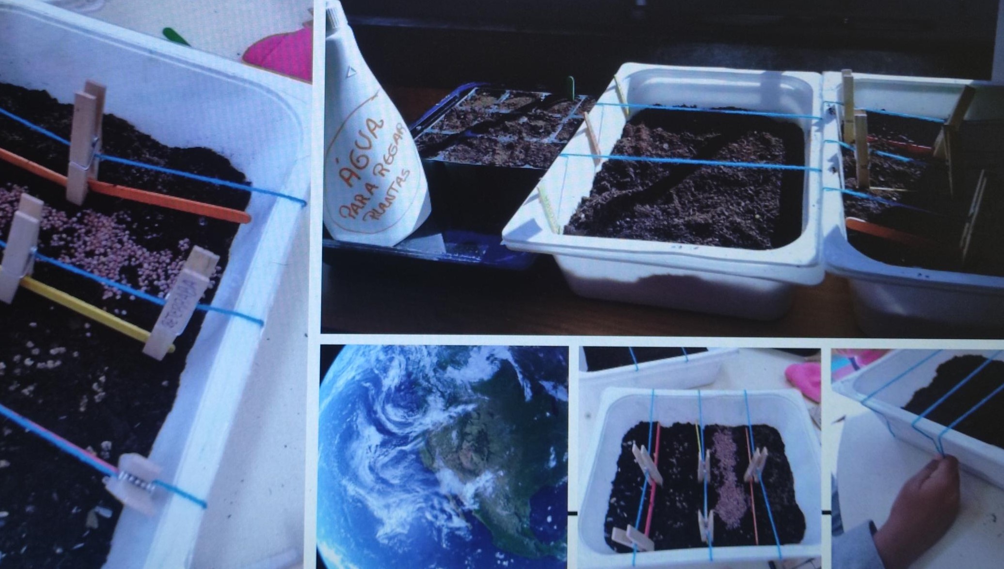 Sementeiras na sala para transplante para a horta