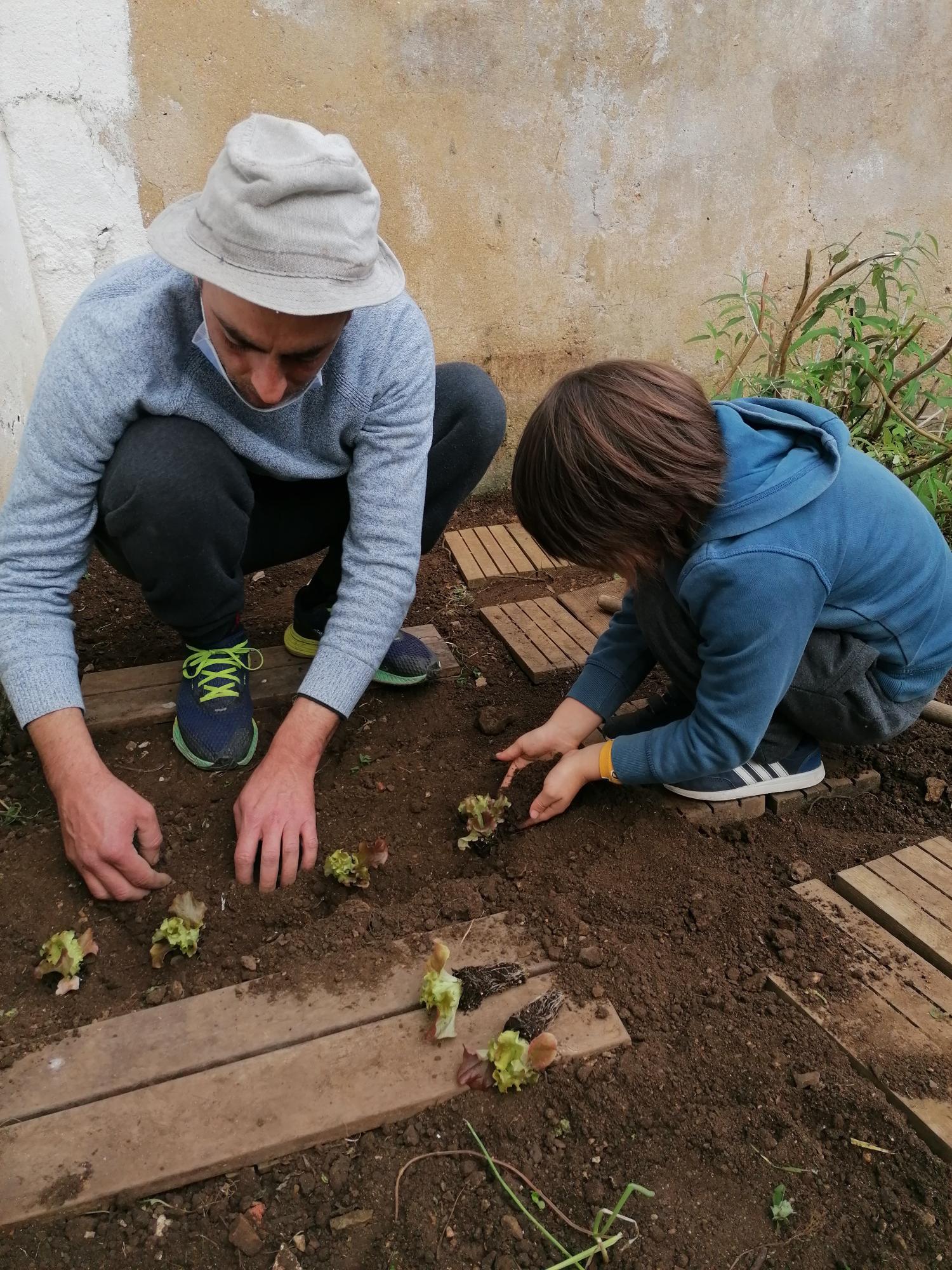 Plantação de alfaces, tomateiros