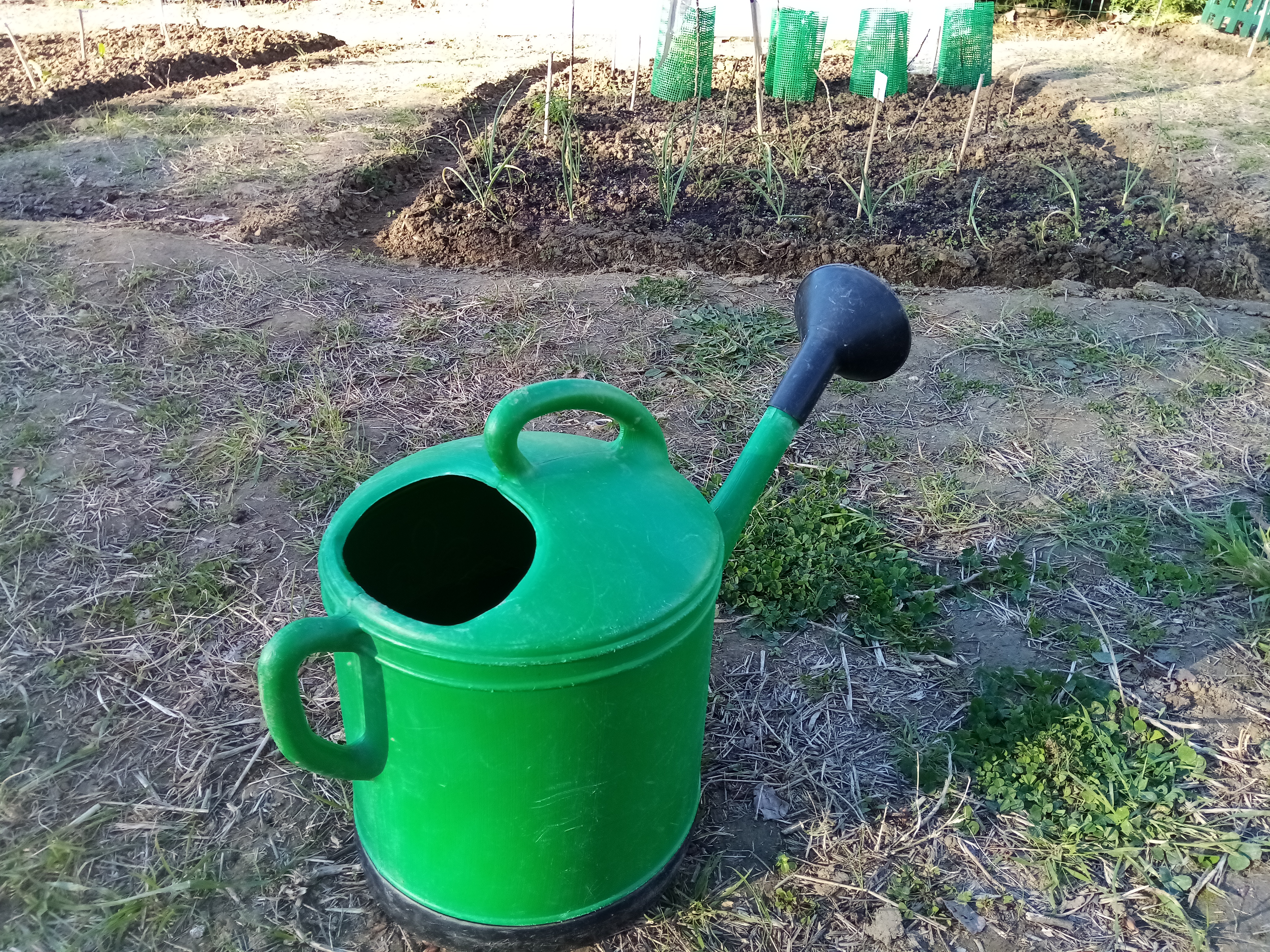 Canteiro de cebolas