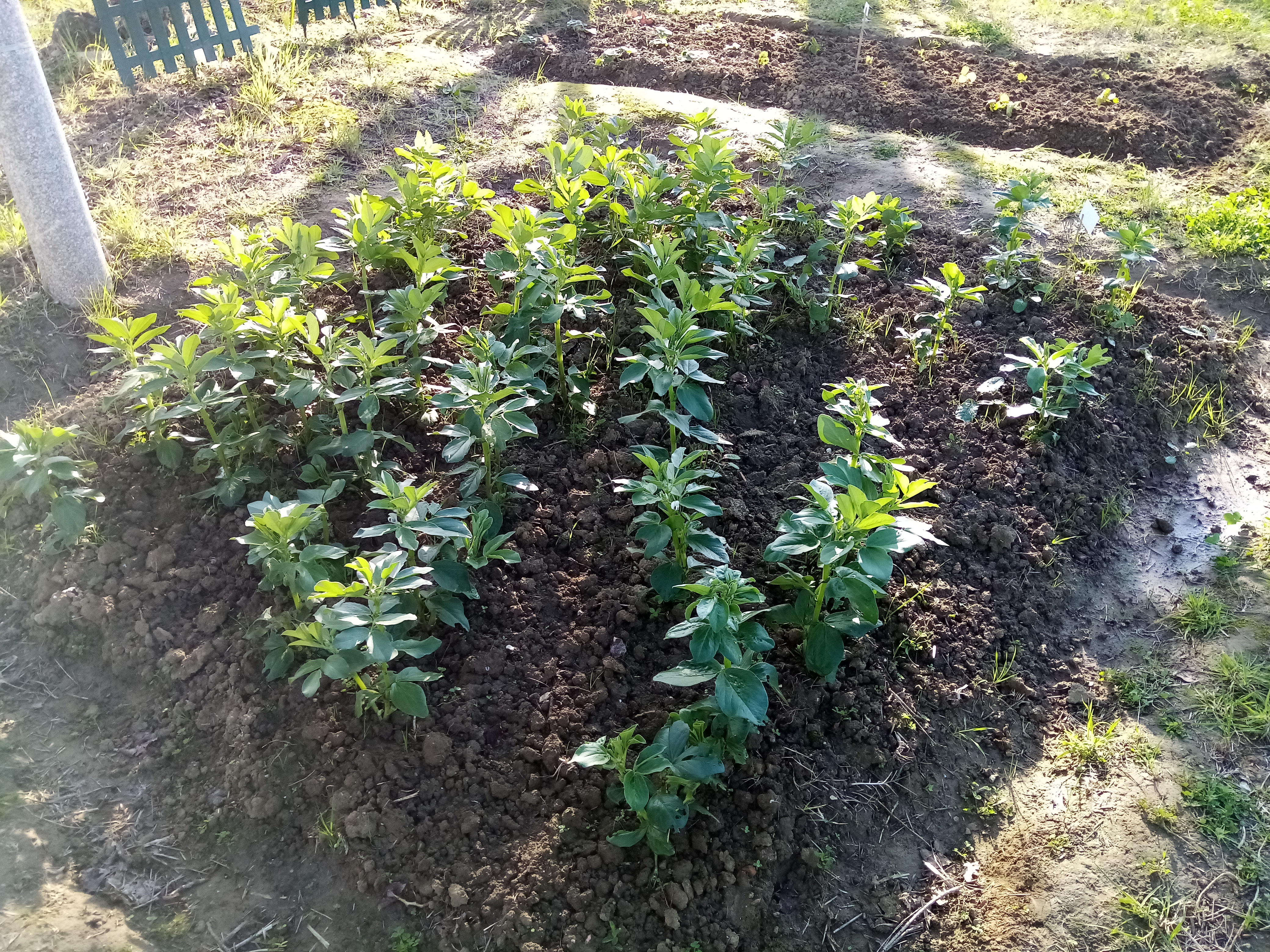 Canteiro de favas