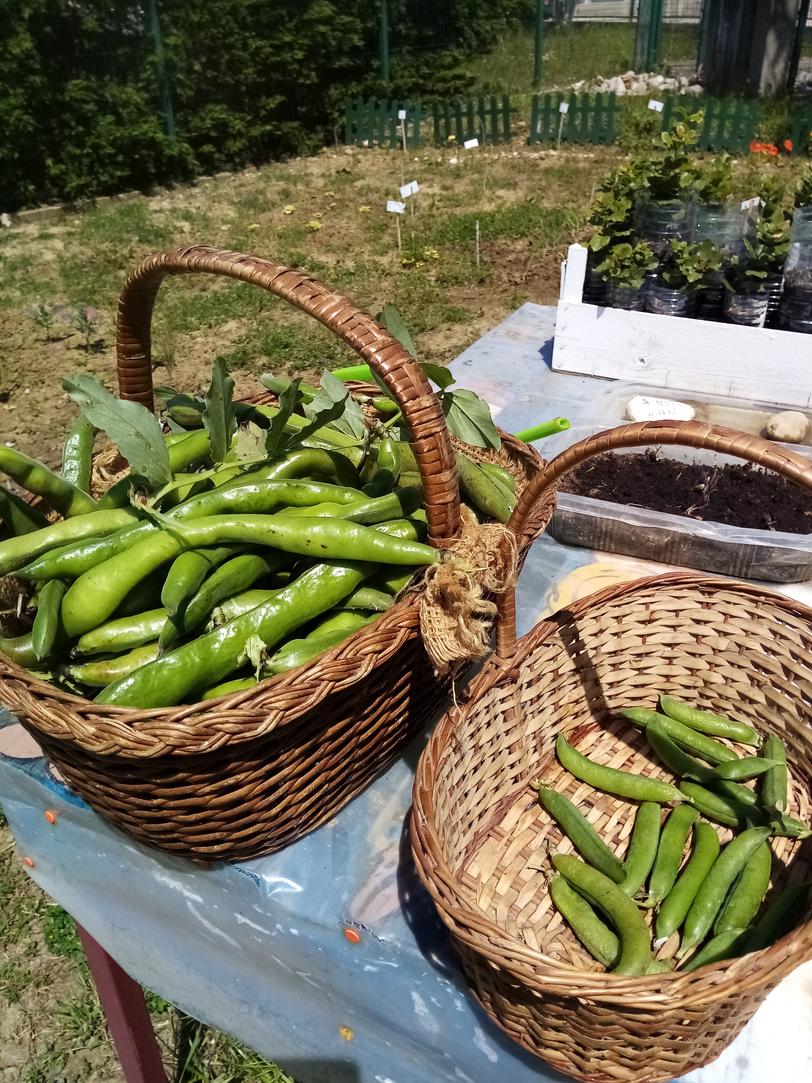 Últimas Colheitas de Favas