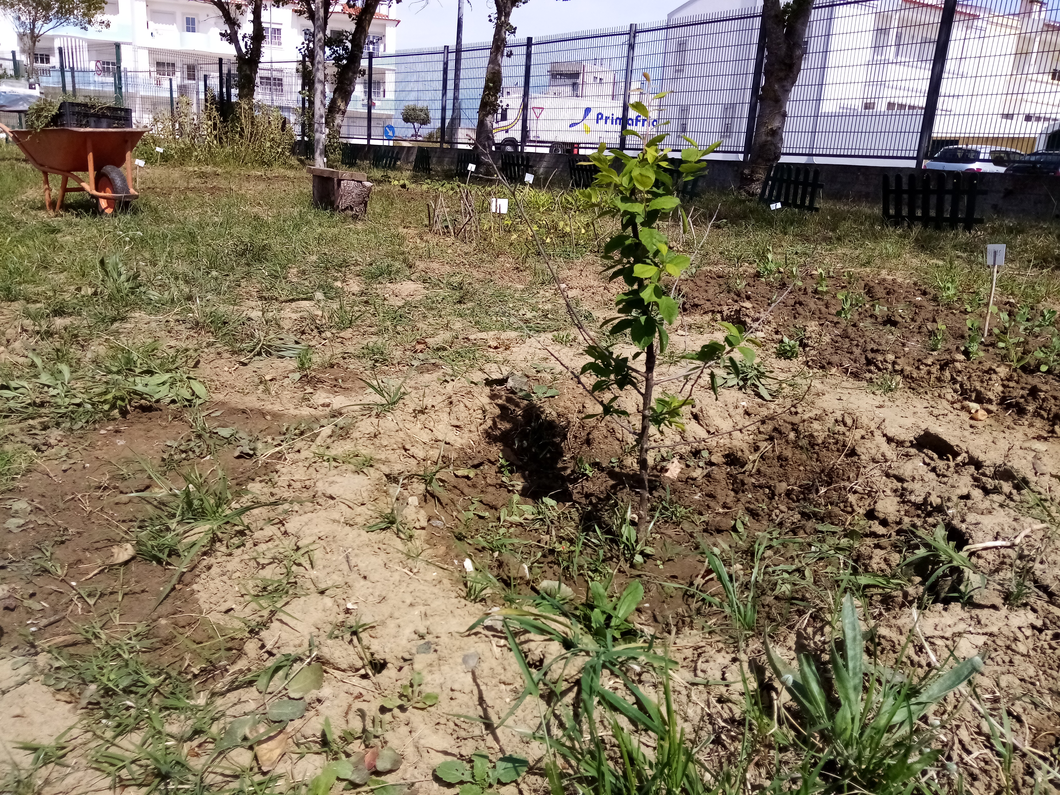 Foi plantada uma ameixoeira, junto da horta.