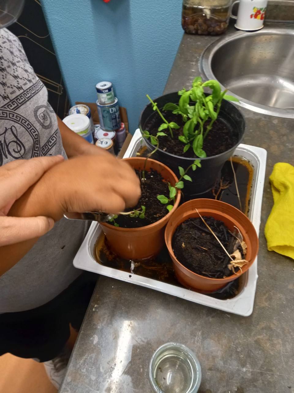 Preparação de pequenos vasos com  sementes e com algumas plantas aromáticas.