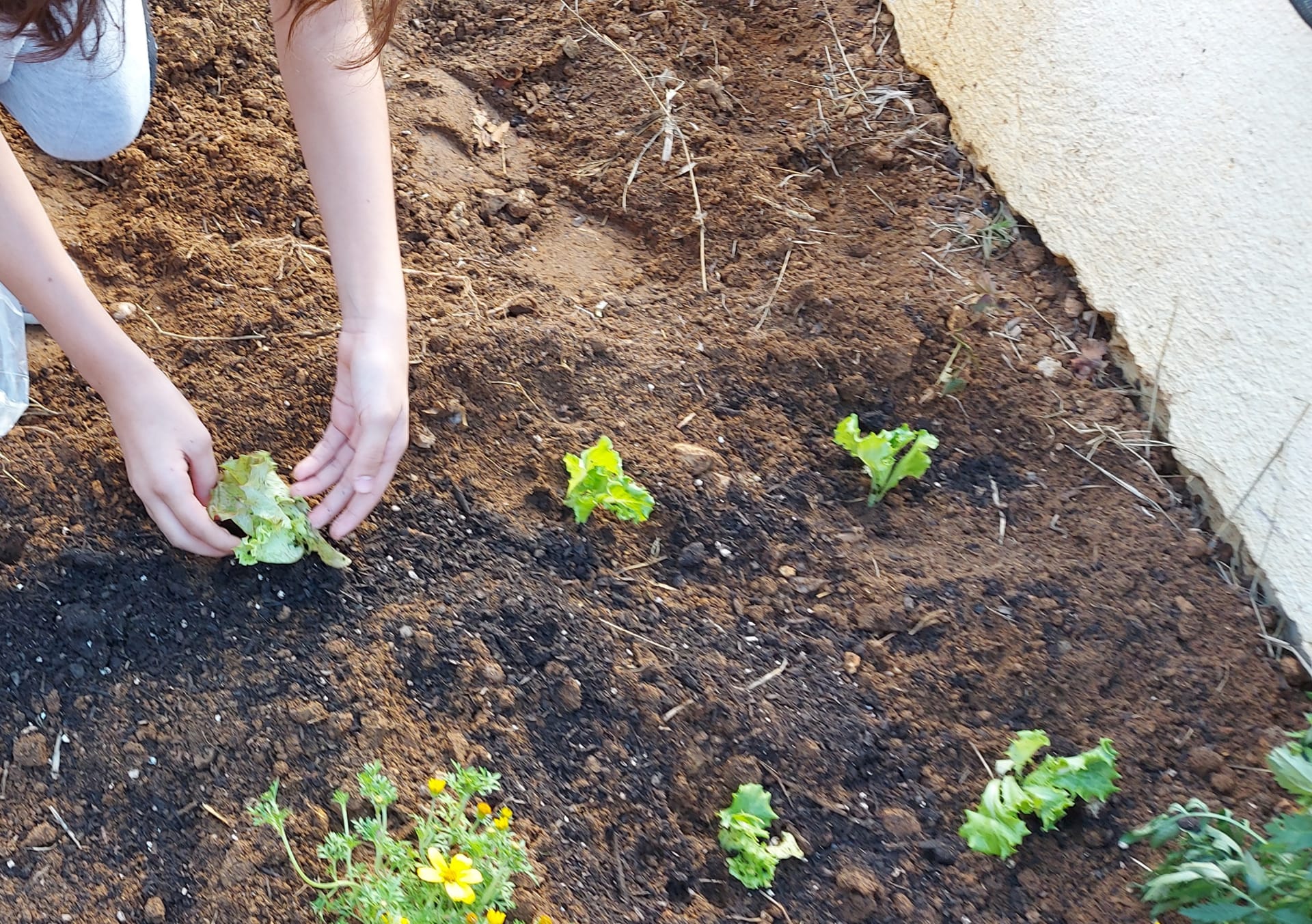 Plantação de alfaces