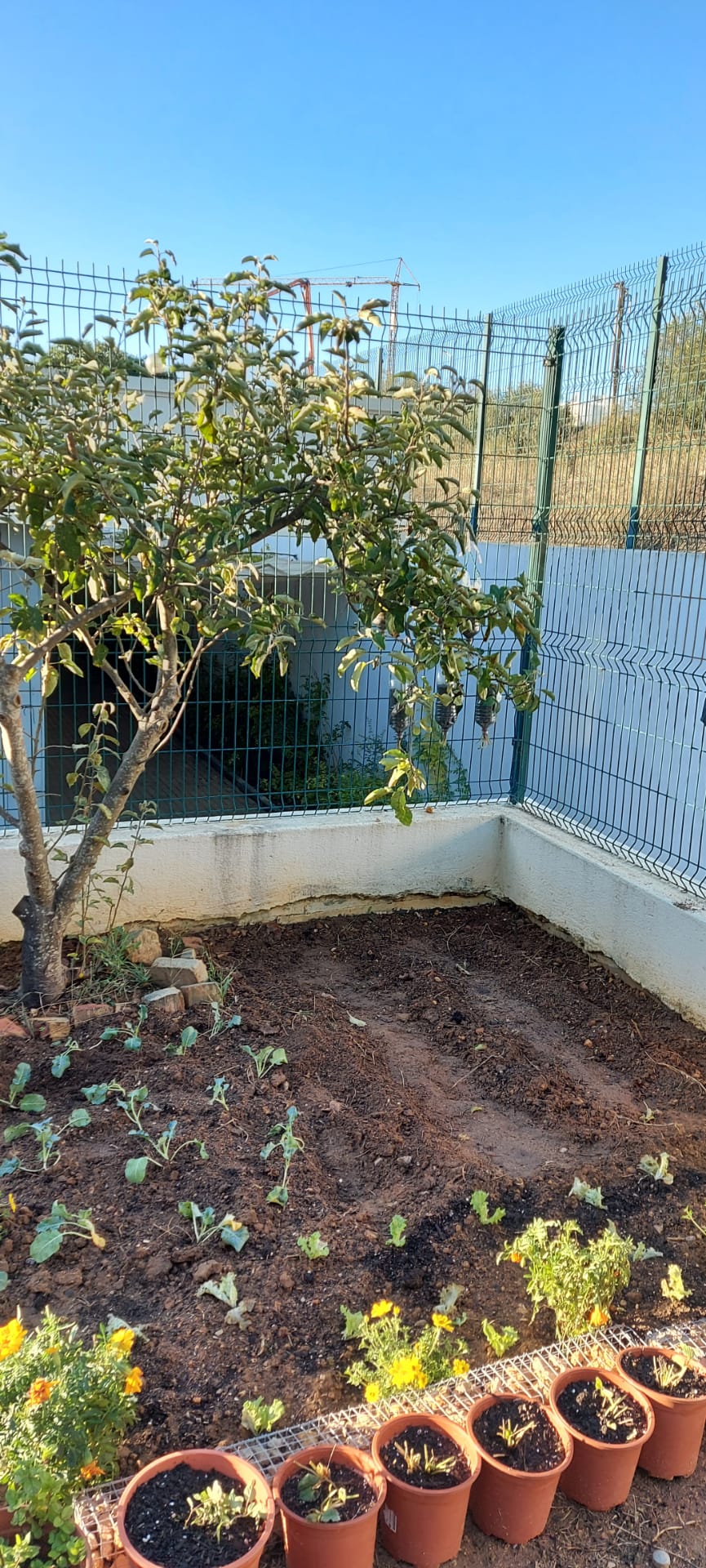Plantação de brócolos.