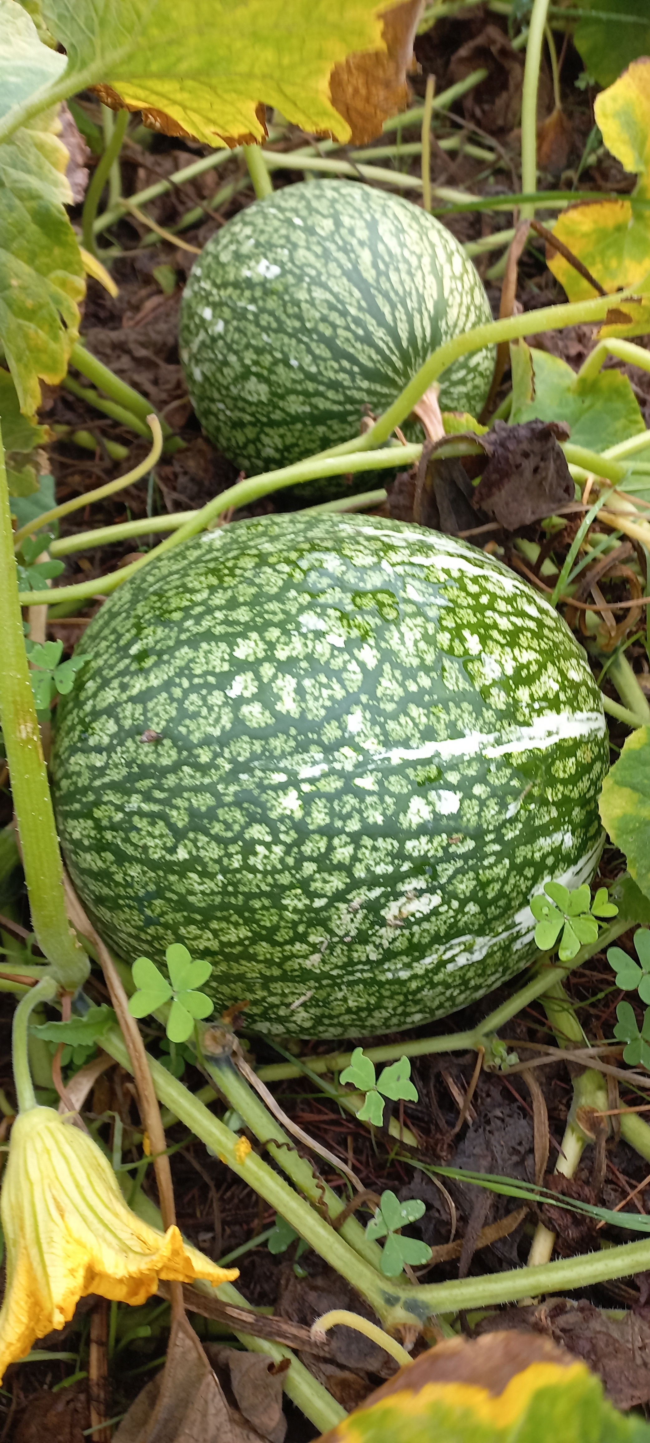 Produto da horta abóbora gila para doce